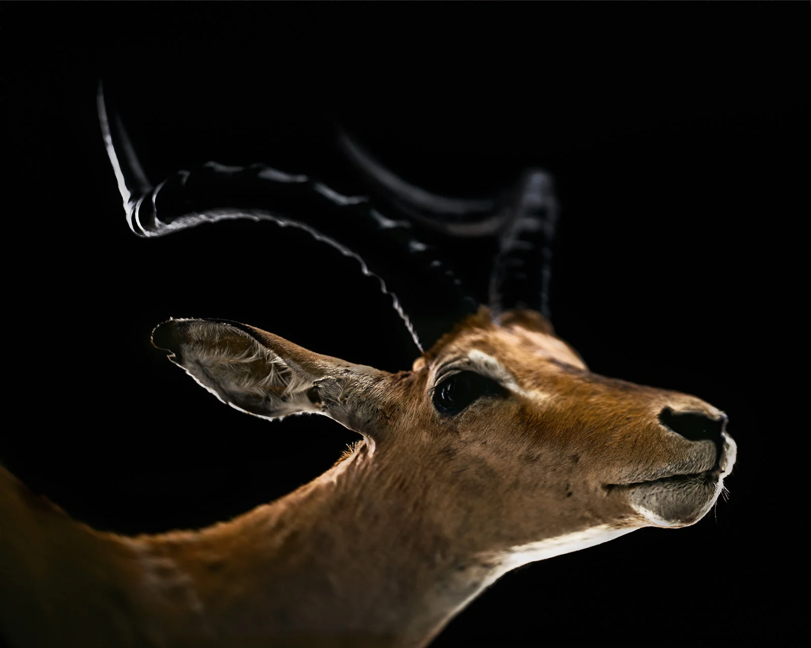 impala.jpg
