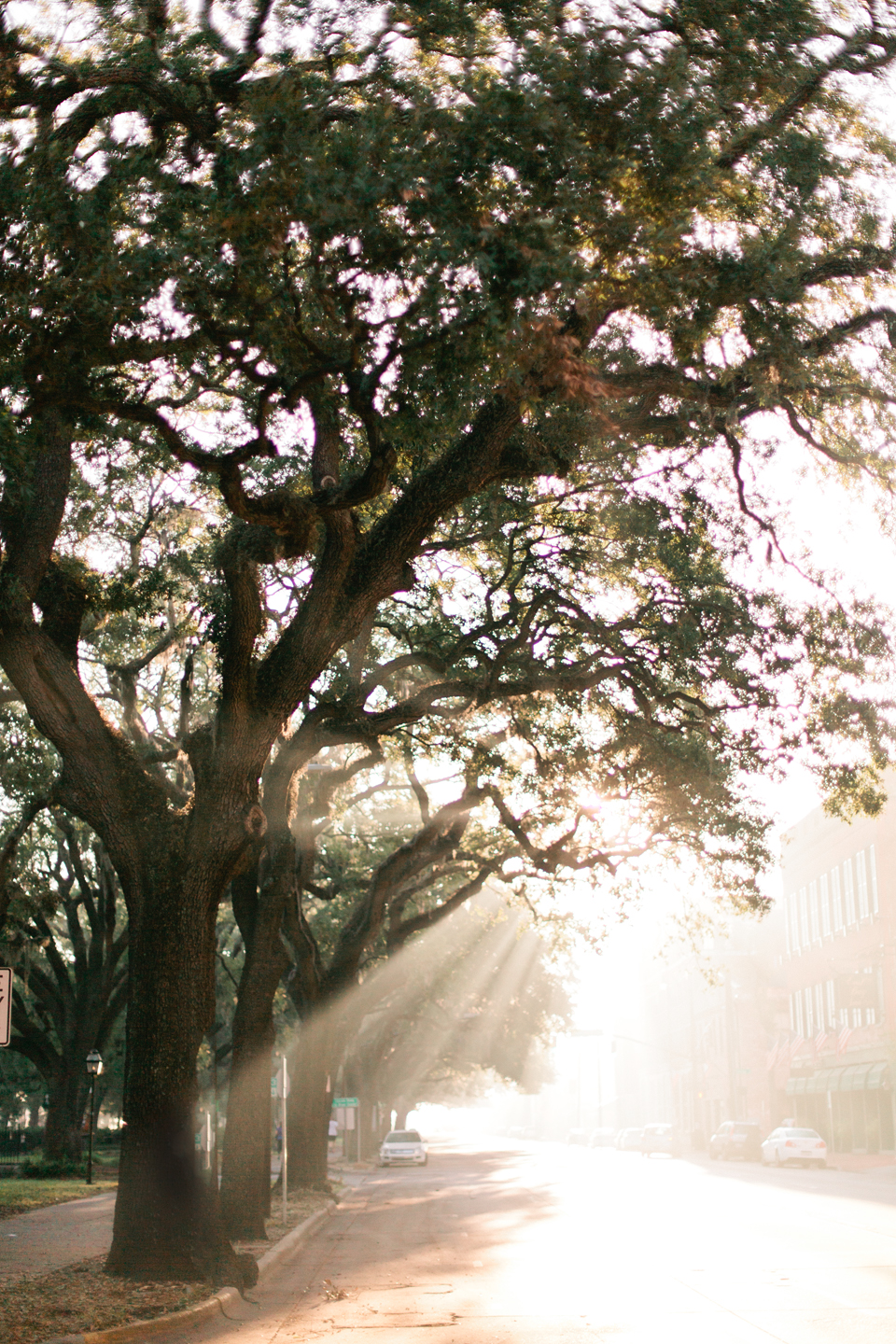 Picture of early morning light through large oak trees in historic downtown Savannah, Georgia.