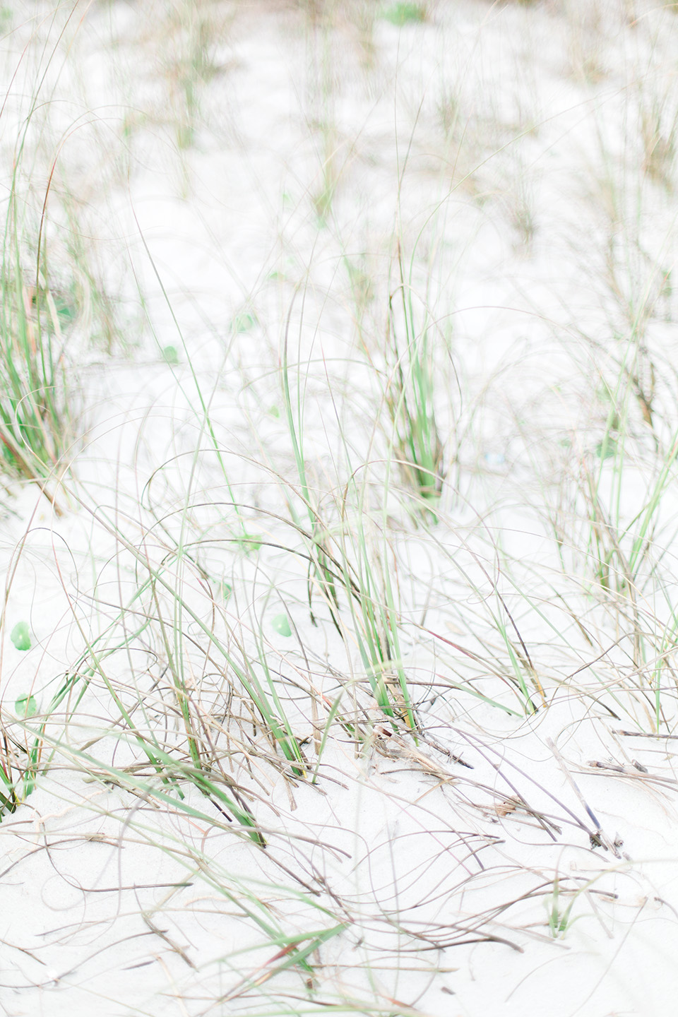 Picture of white sand and dune grass at the Omni Amelia Island Plantation Resort. 