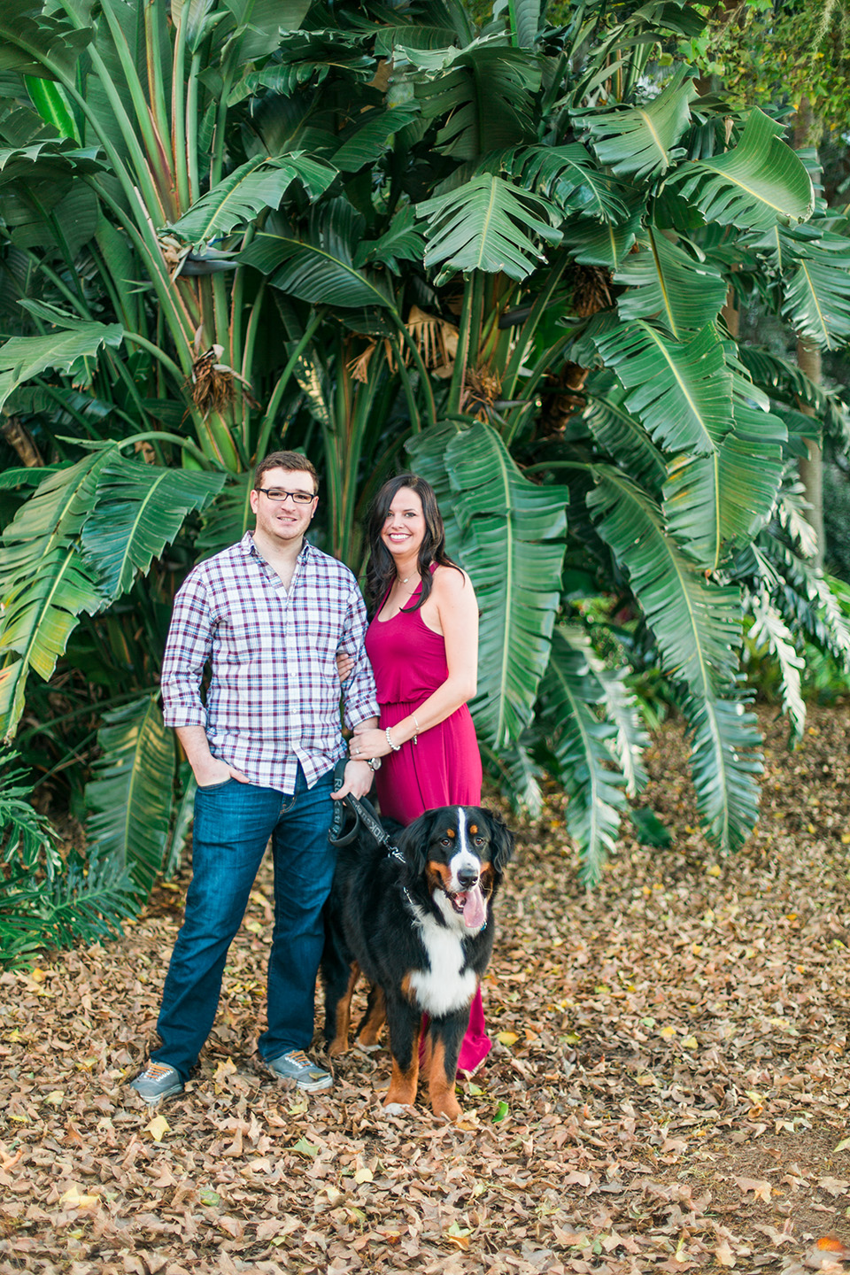 Picture of an engaged couple in downtown Orlando, Florida.  A Bernese Mountain dog is standing with them against tropical trees.