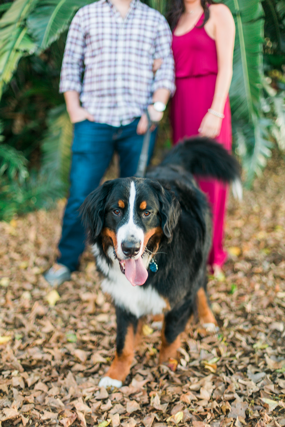 Picture of a Bernese Mountain Dog running towards the camera with his tongue out.  An engaged couple is in the background in downtown Orlando, Florida.