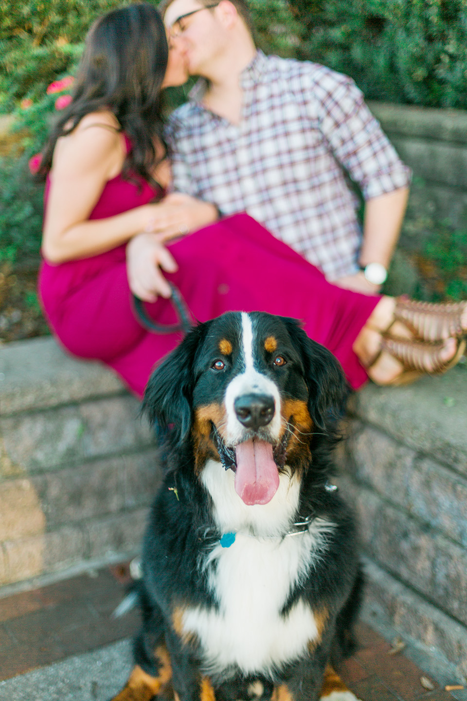 Picture of a Bernese Mountain Dog looking at the camera with his tongue sticking out.  There is an engaged couple kissing behind the dog in downtown Orlando, Florida.