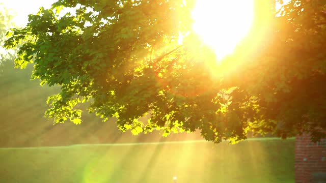 sunlight-in-trees_41irueryl__M0000 copy.jpeg