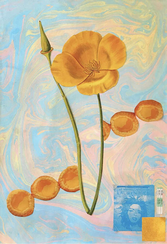 california poppy