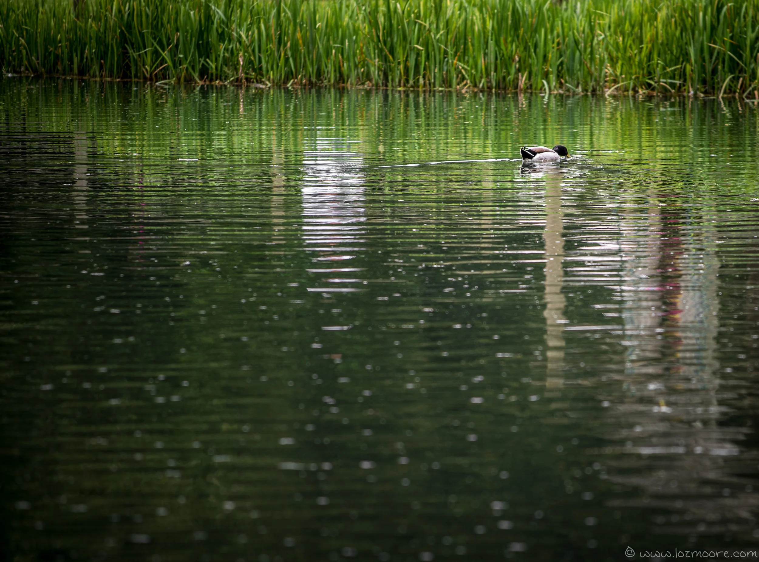 Cotswolds-1-5.jpg
