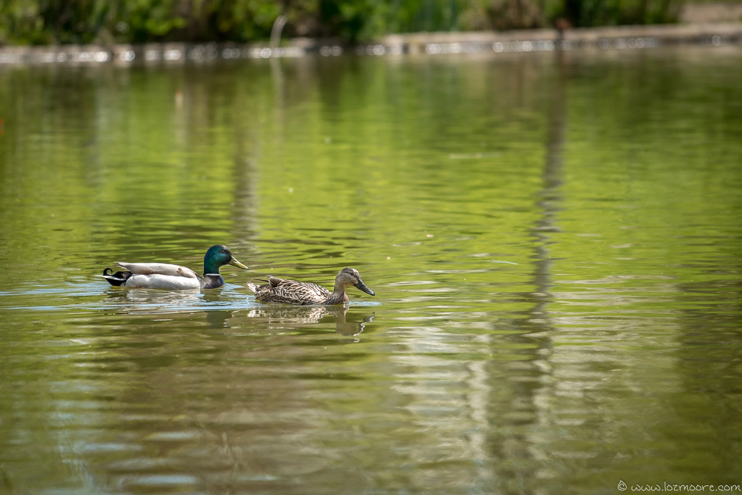 NewForest-1-8.jpg