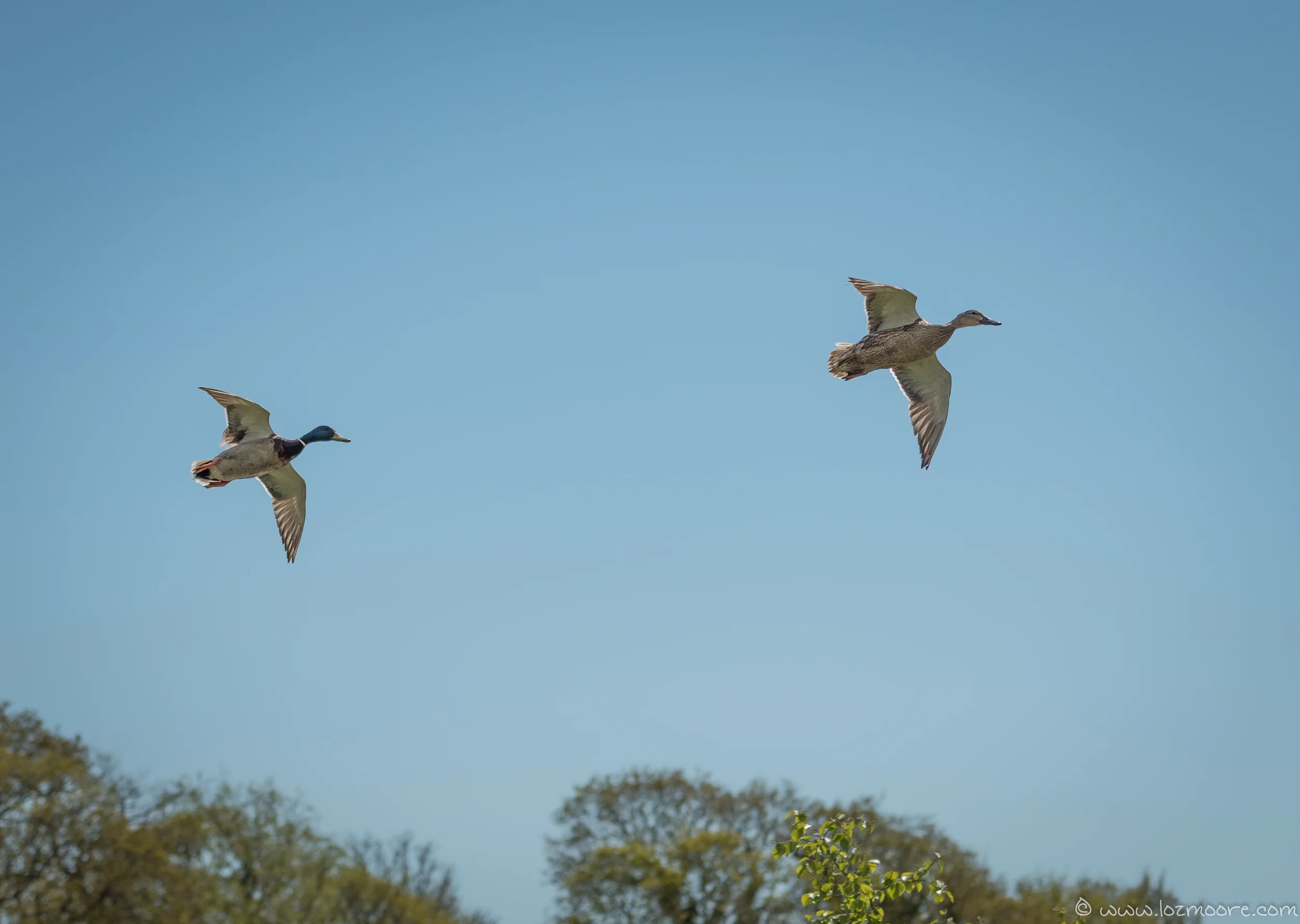 NewForest-1-11.jpg