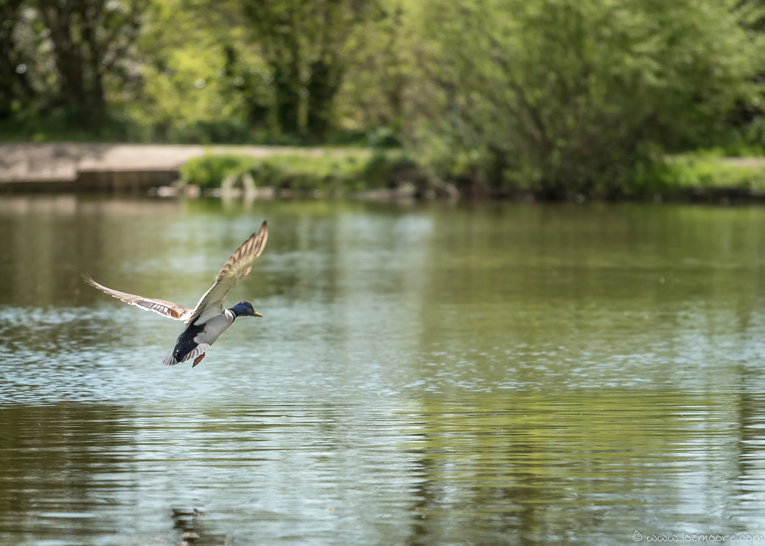 NewForest-1-12.jpg