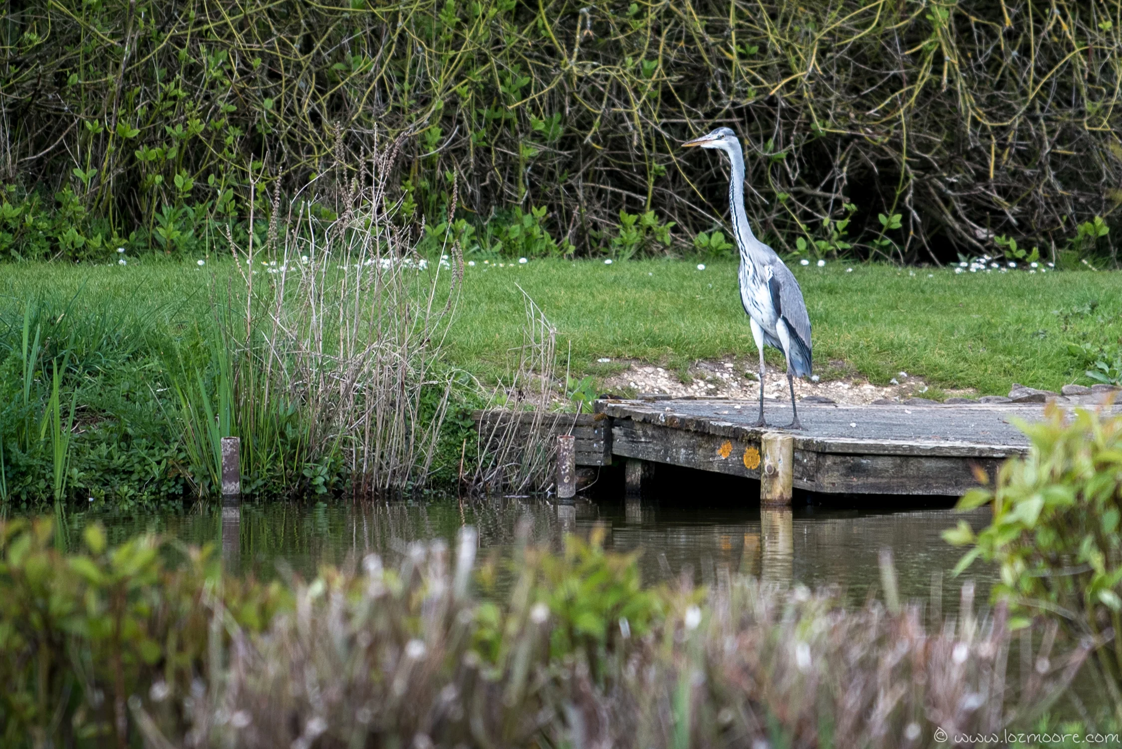 NewForest-1-15.jpg