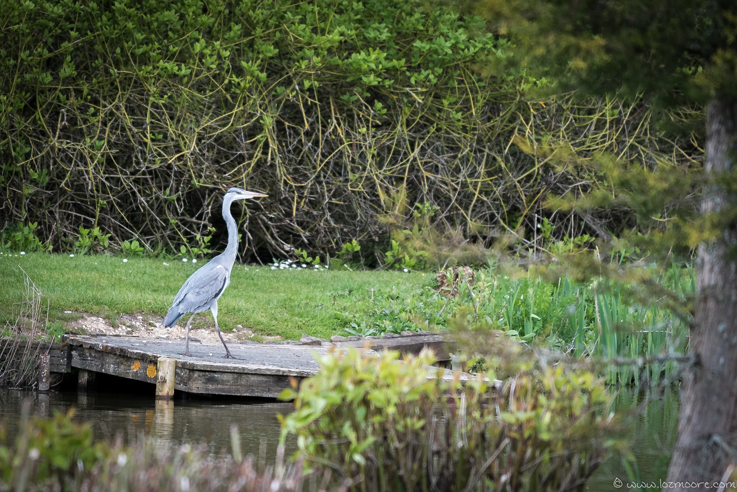 NewForest-1-14.jpg