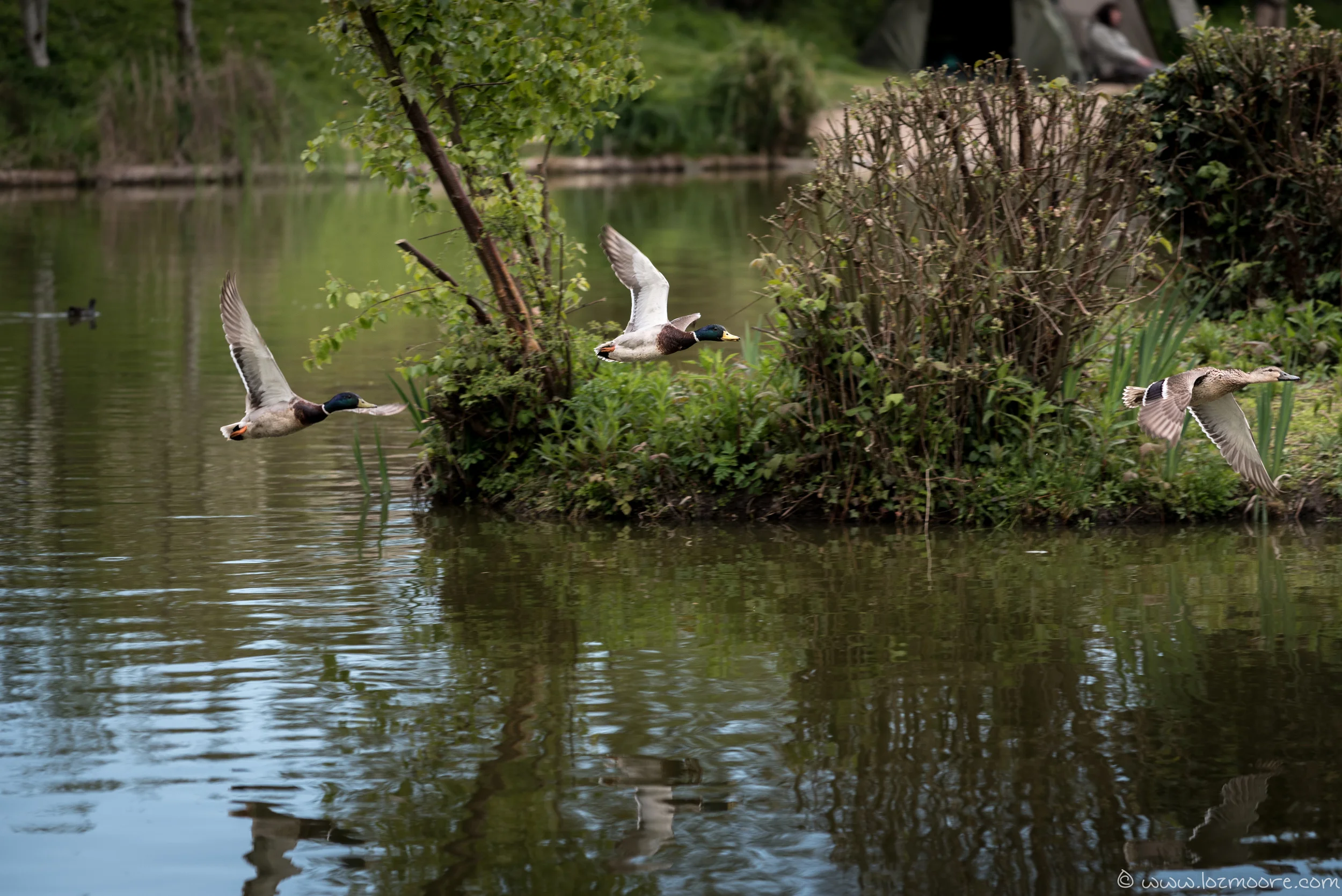 NewForest-1-16.jpg