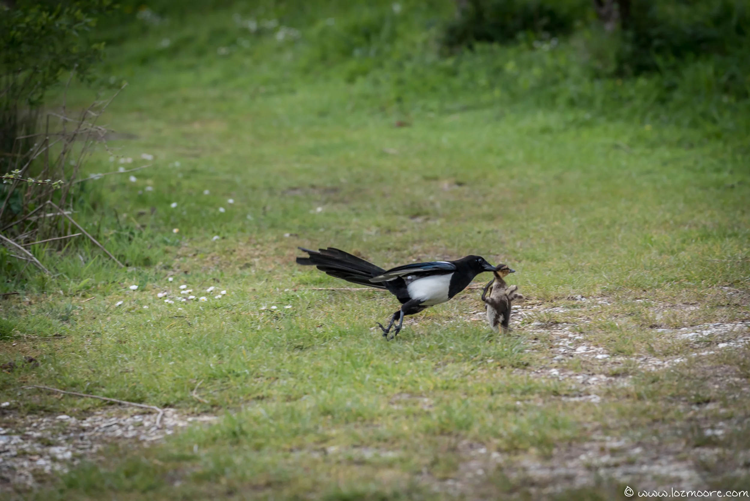 NewForest-1-21.jpg