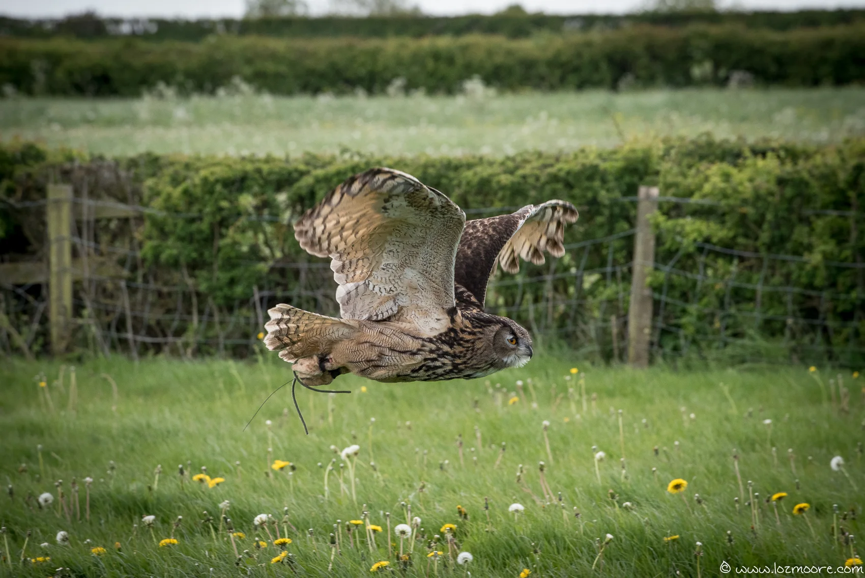Owls-1-5.jpg