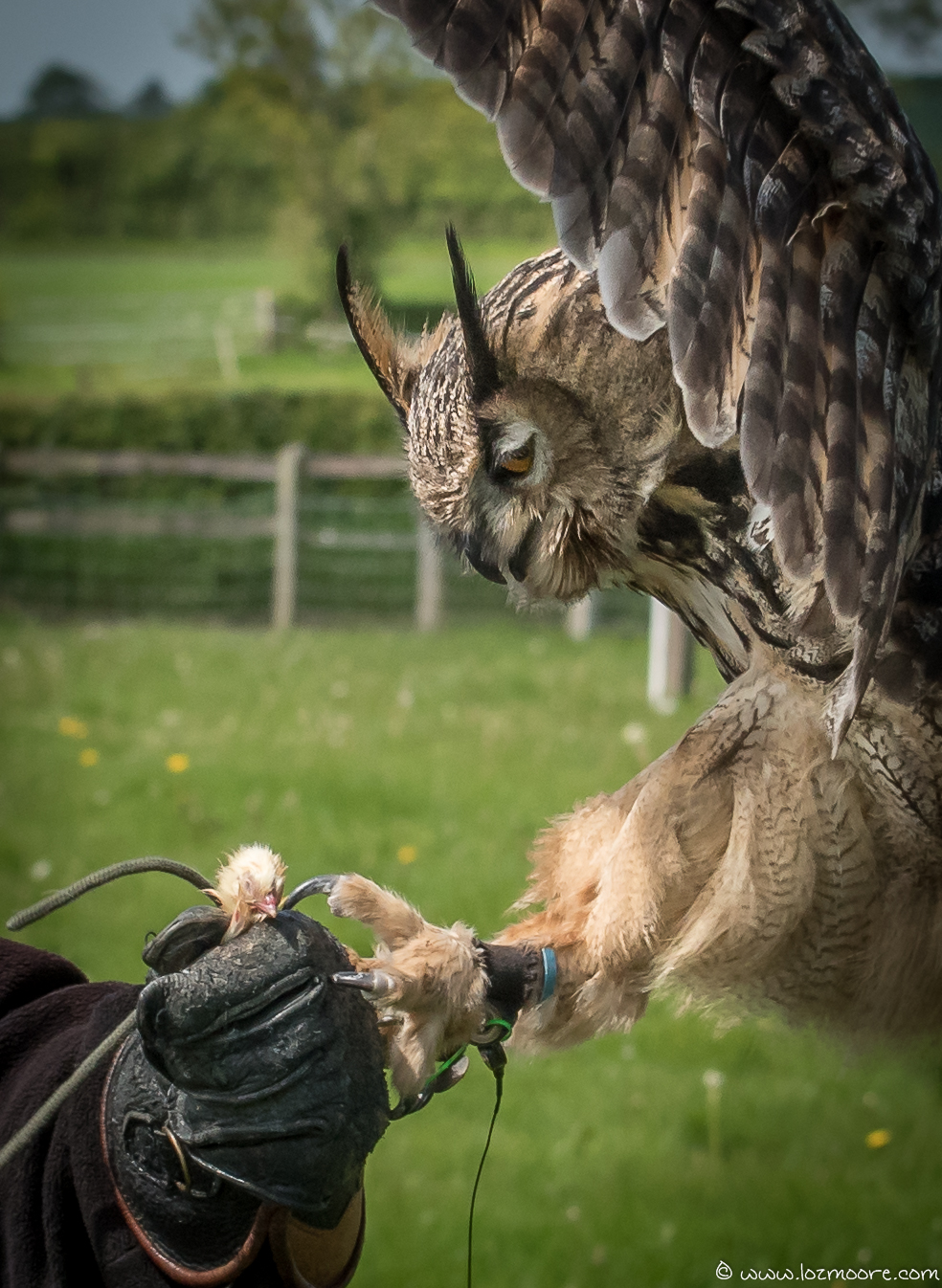 Owls-1-12.jpg