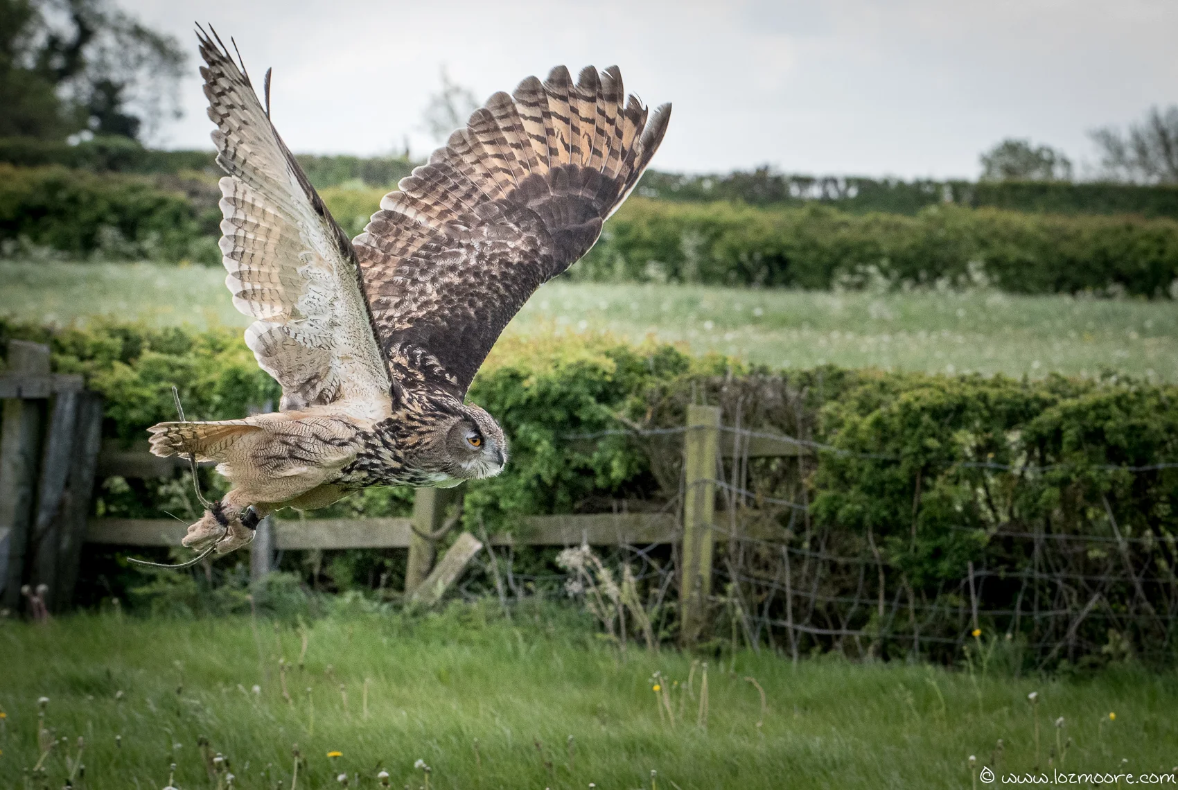 Owls-1-6.jpg