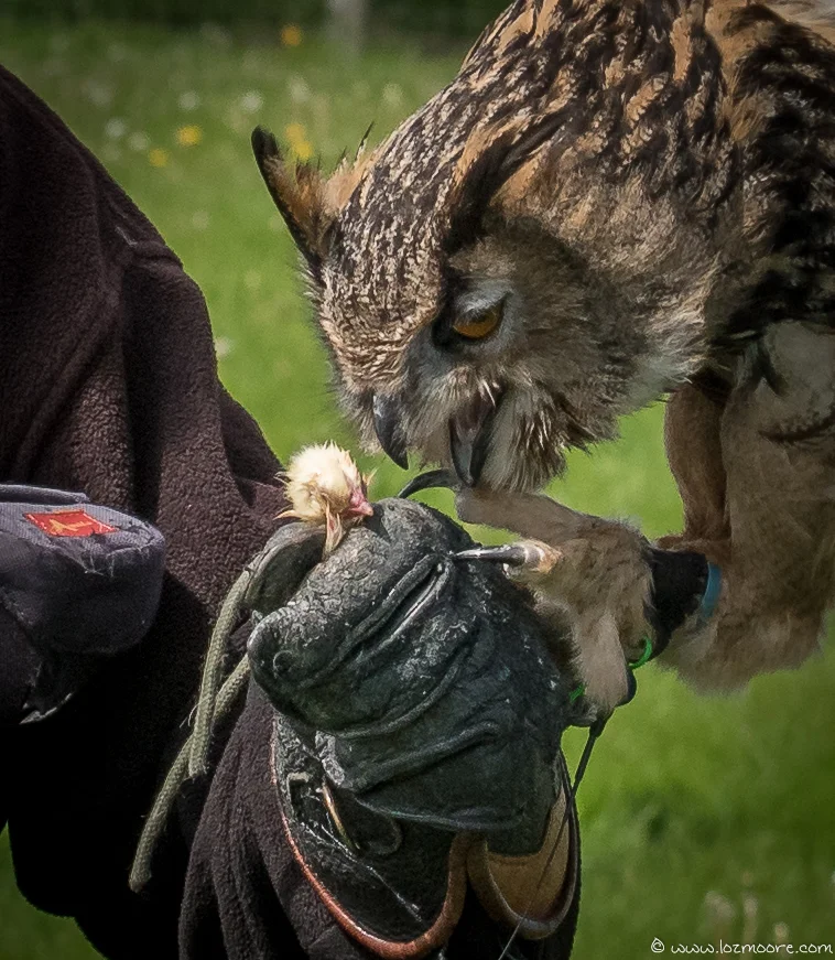 Owls-1-13.jpg