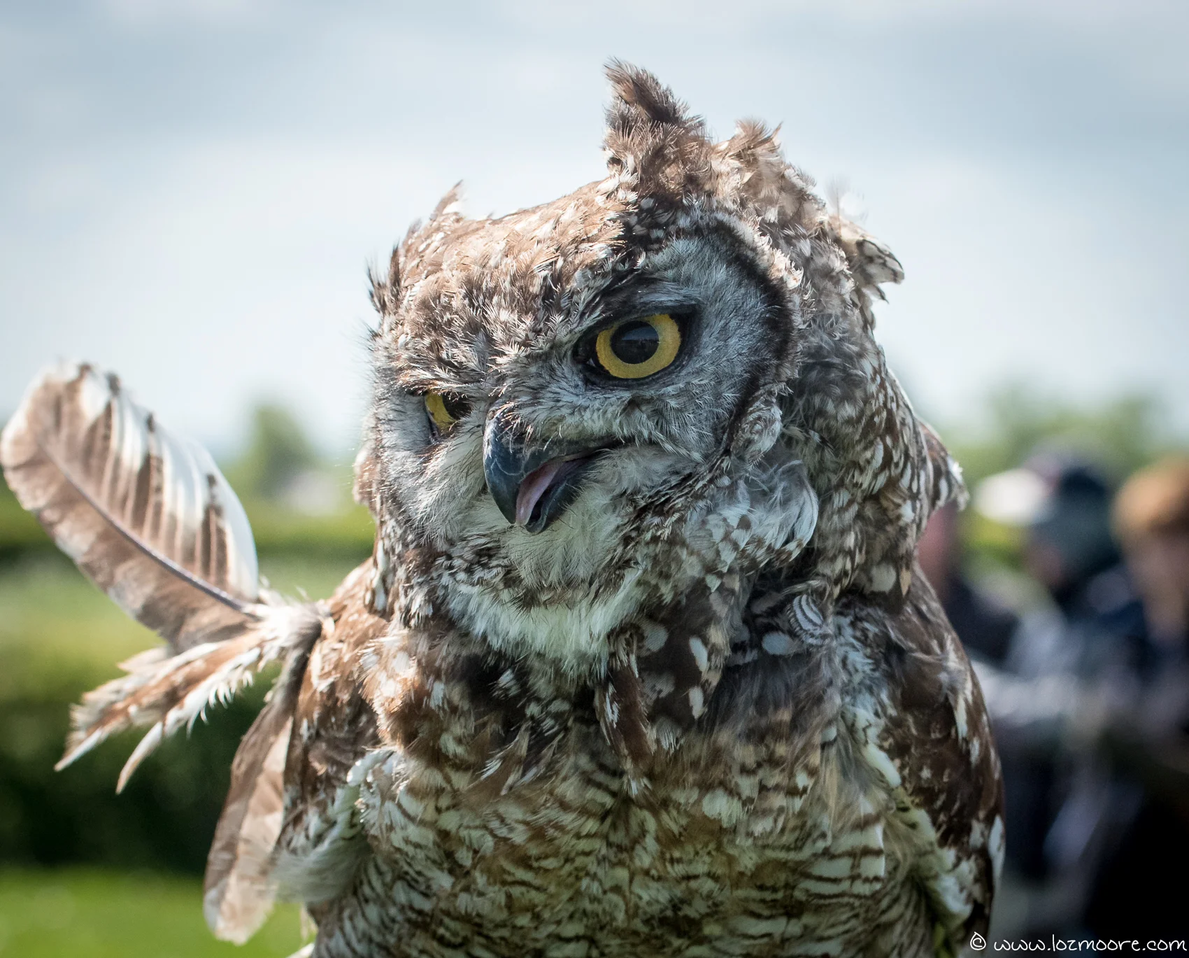 Owls-1-16.jpg