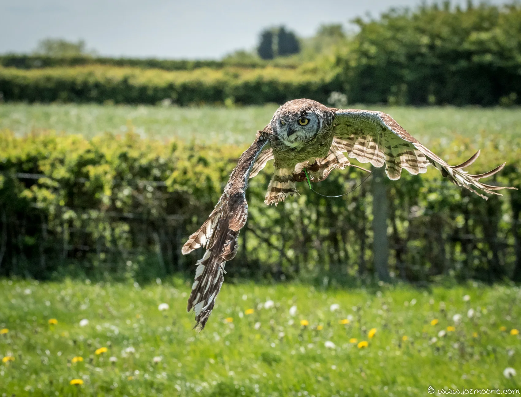 Owls-1-19.jpg
