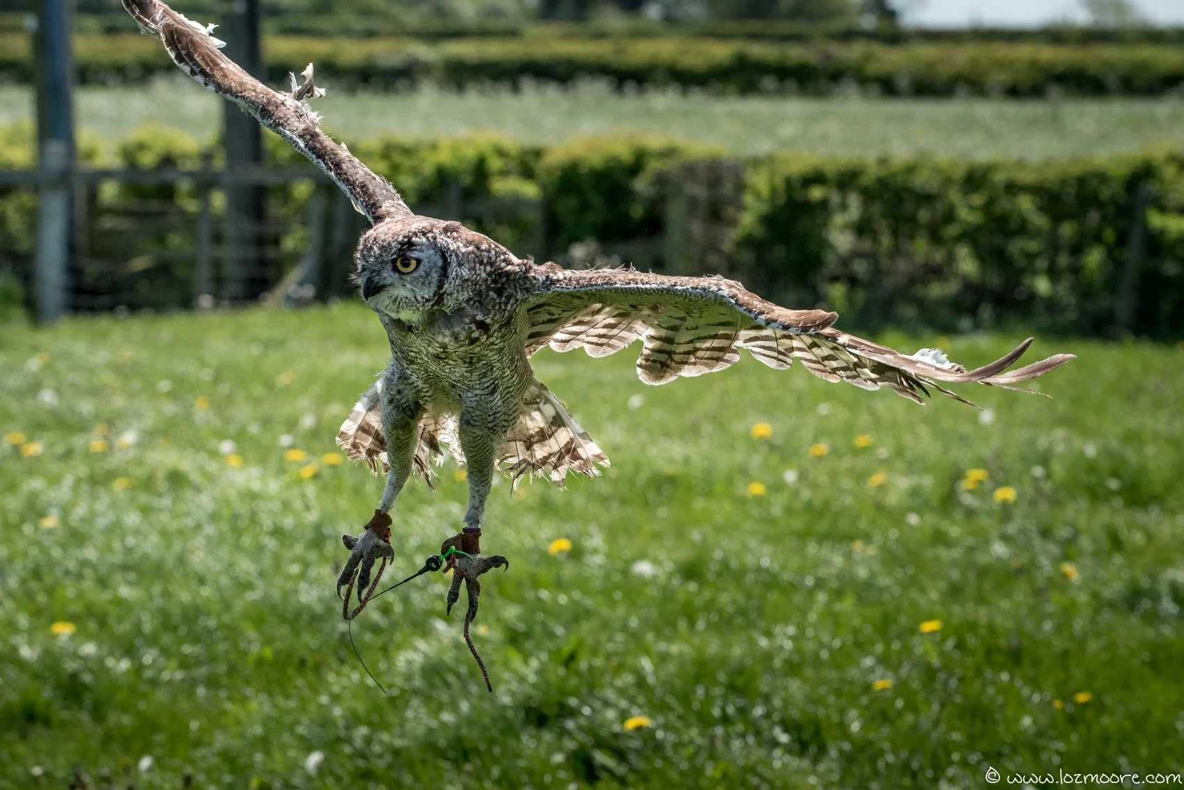 Owls-1-20.jpg