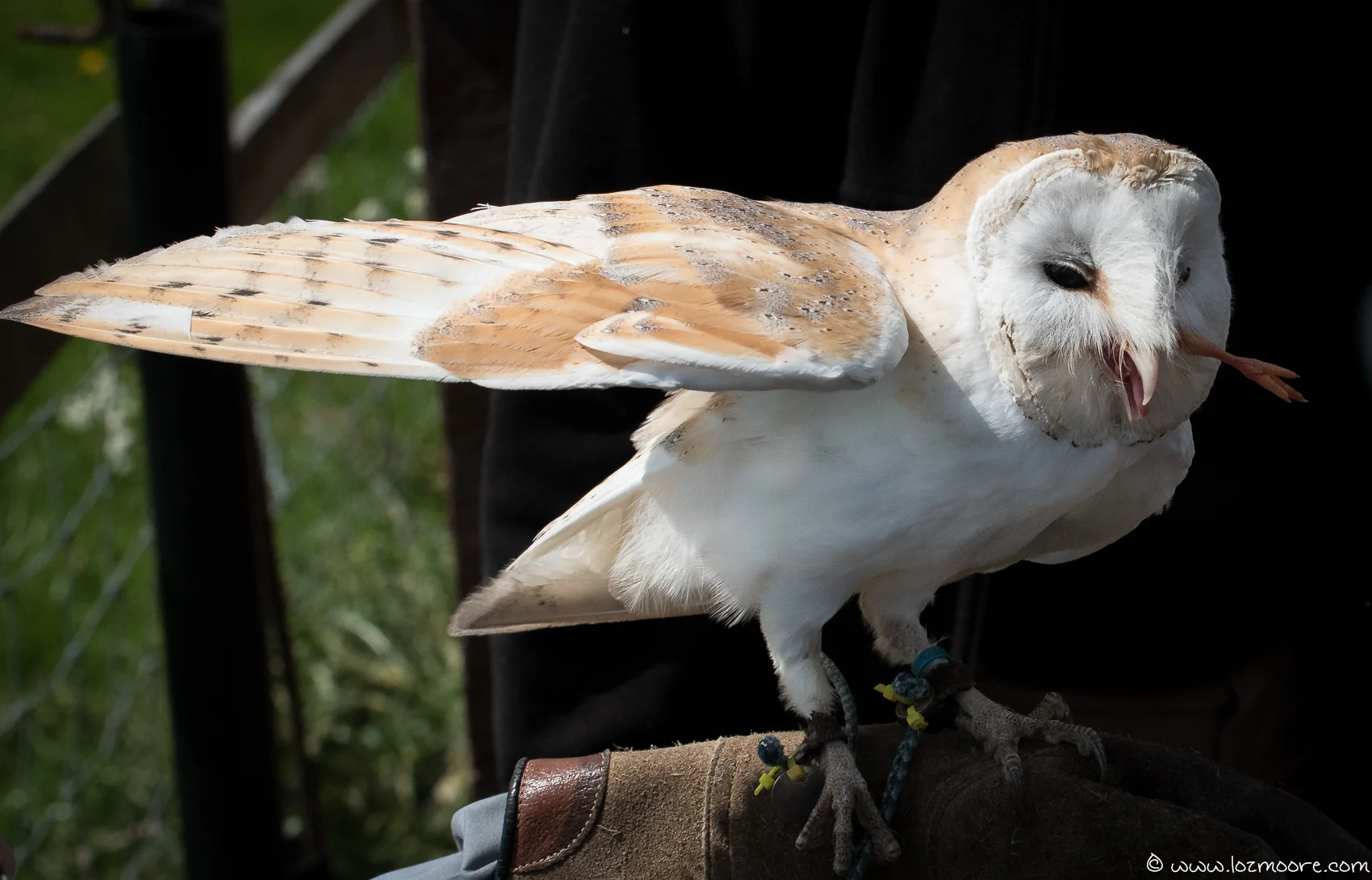 Owls-1-27.jpg