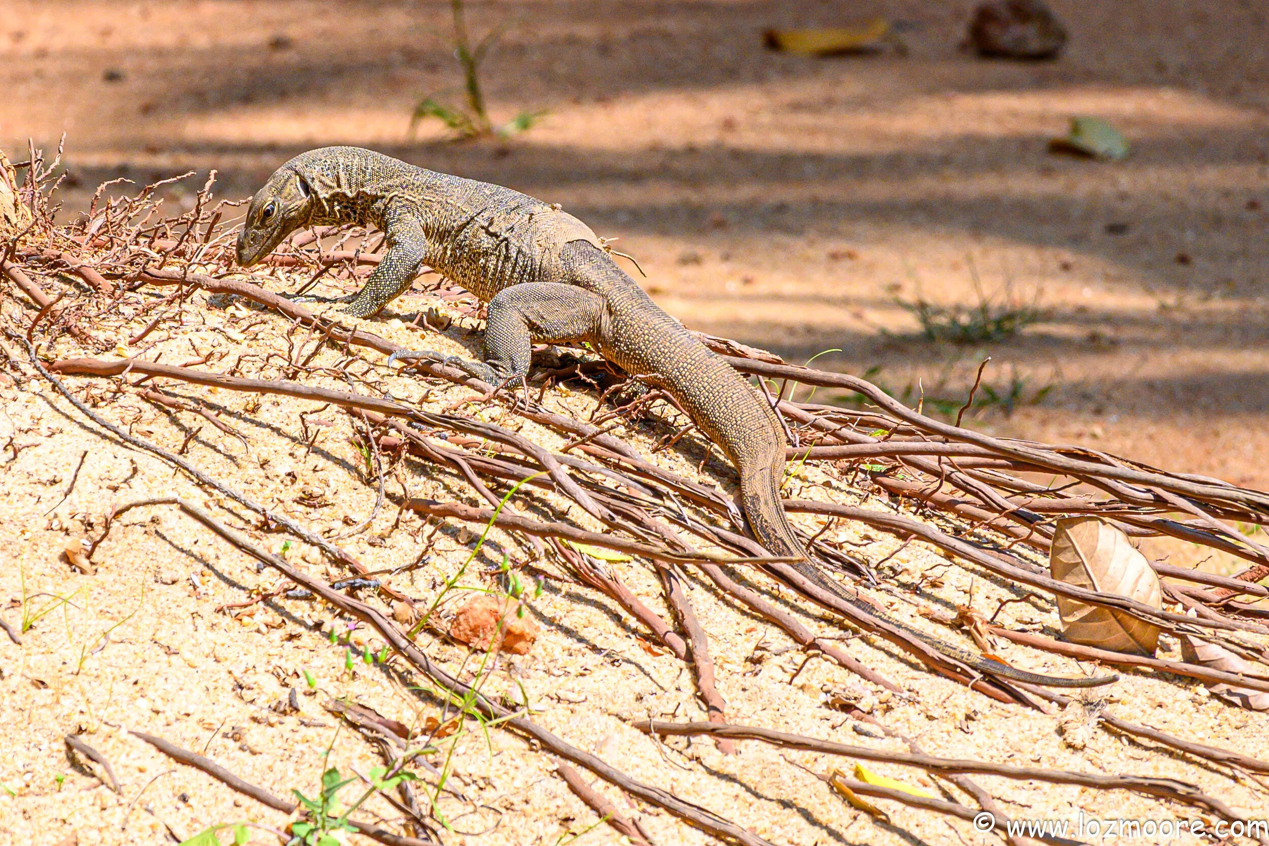 SriLanka-1-5.jpg