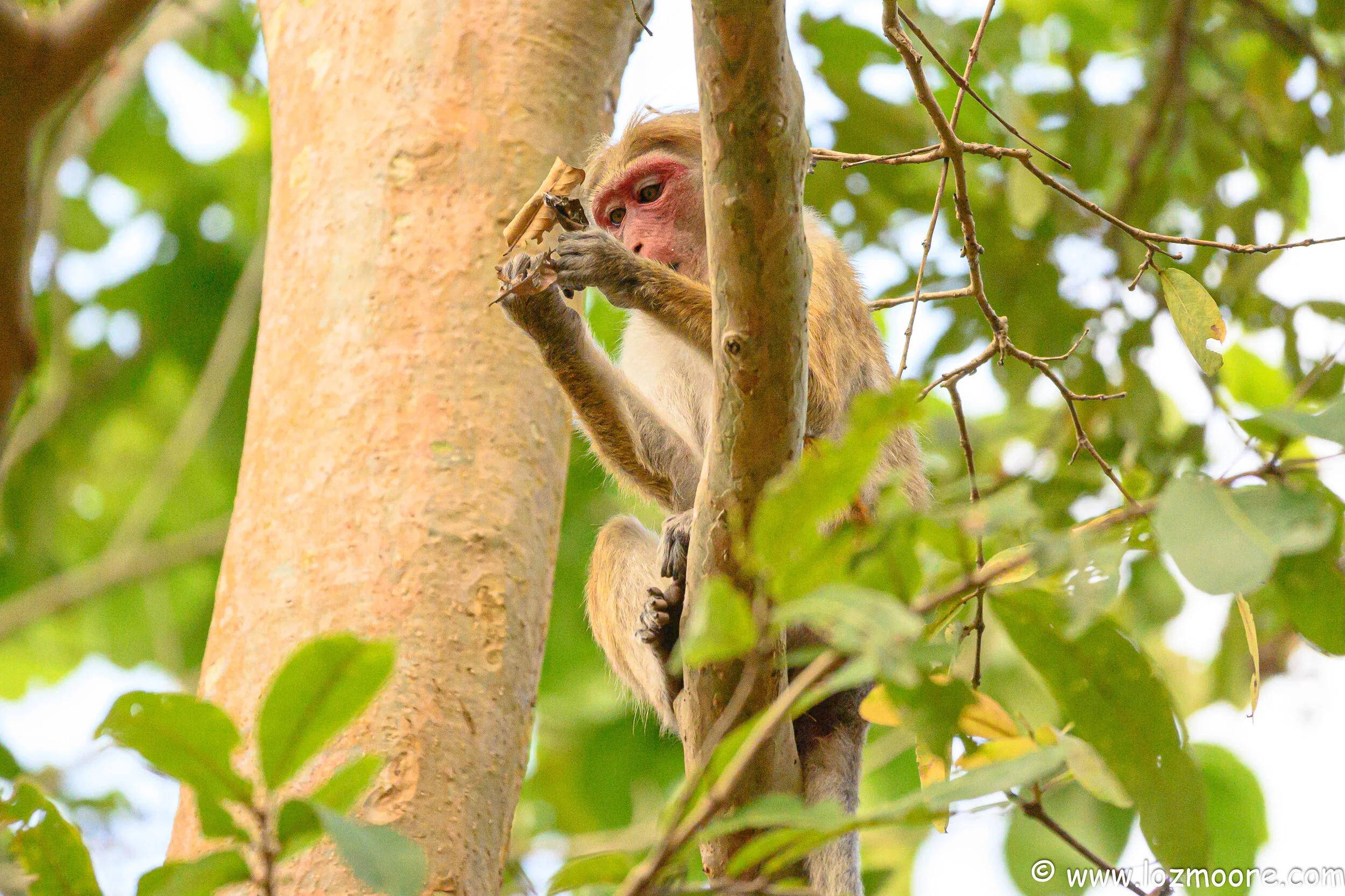 SriLanka-1-17.jpg