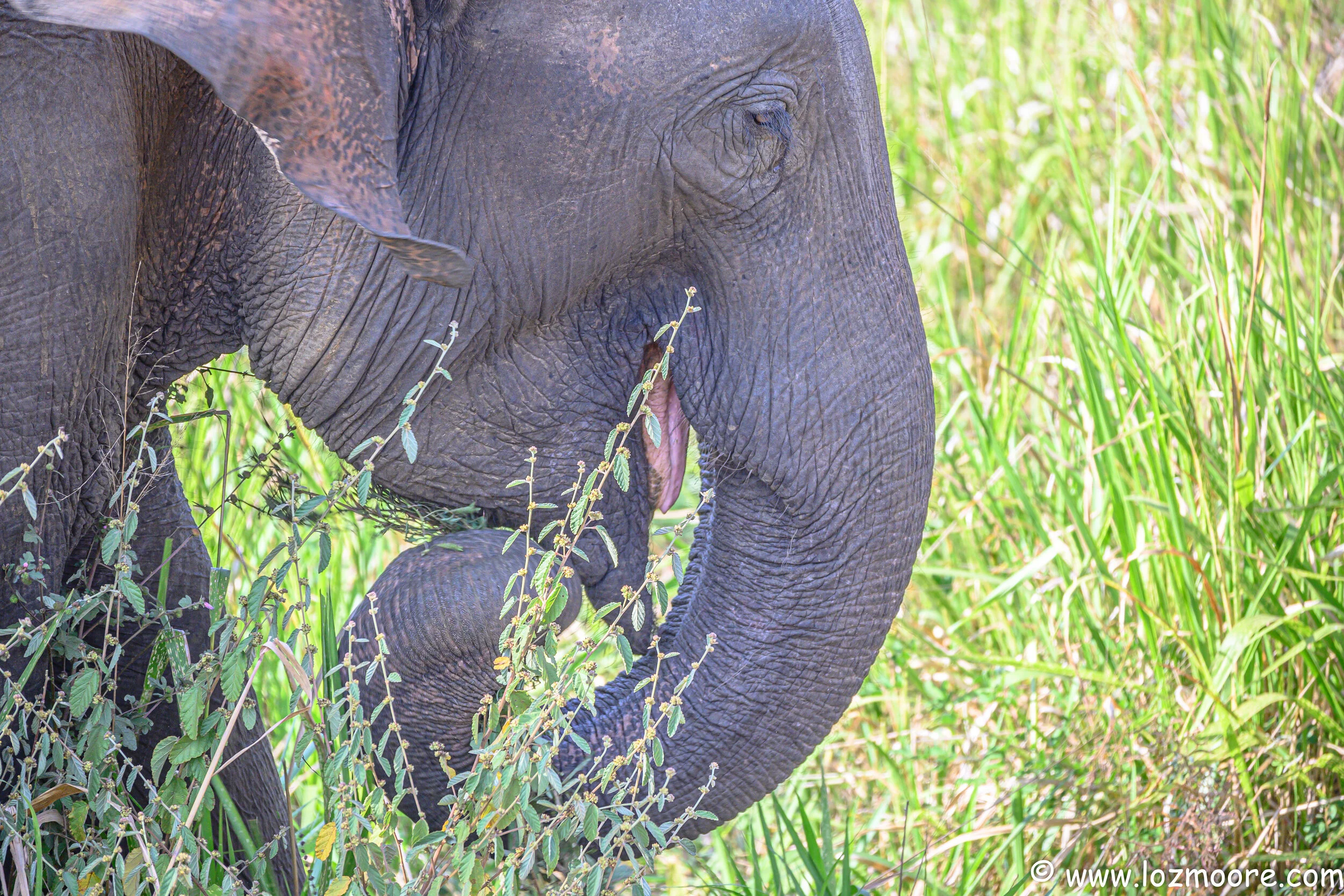 SriLanka-1-22.jpg
