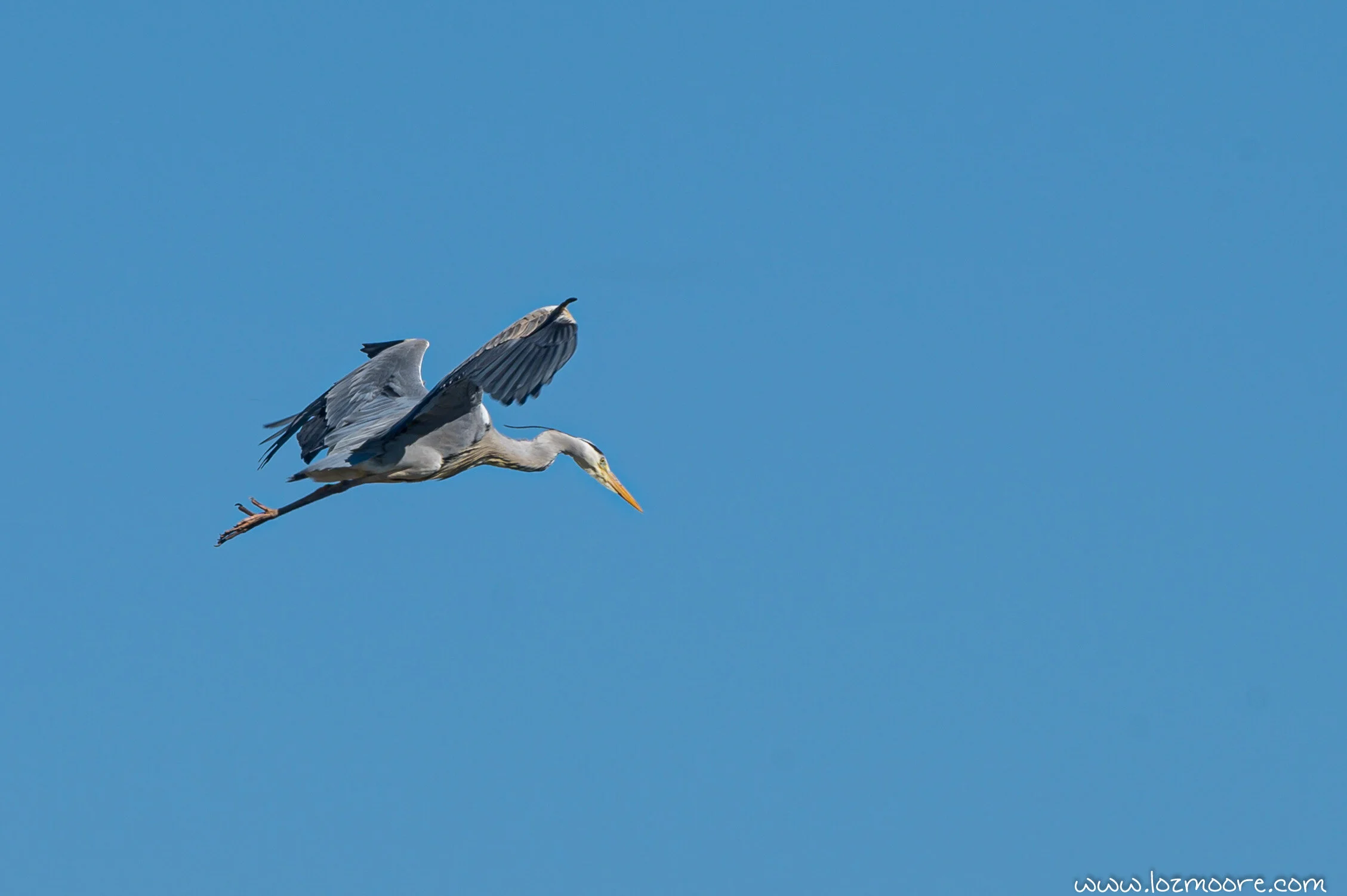 Heron-1-3.jpg