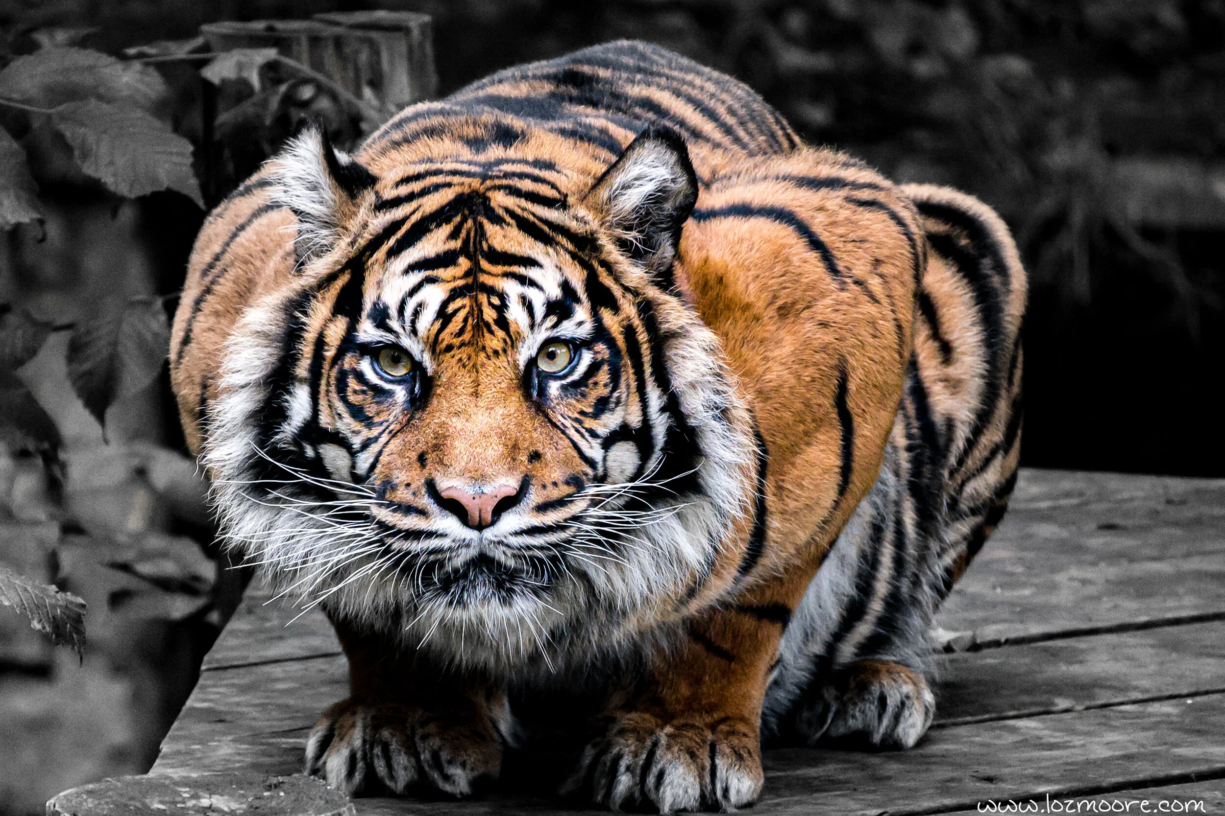 Dudley Zoo-1-13.jpg