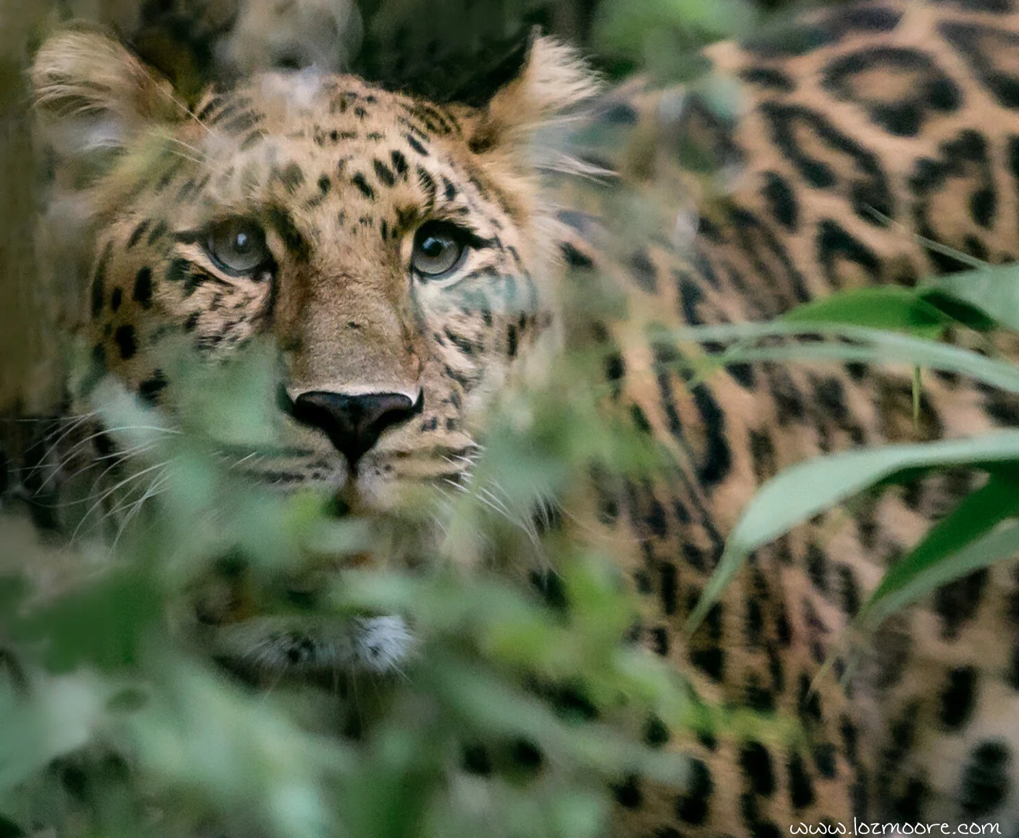 Amur Leopard