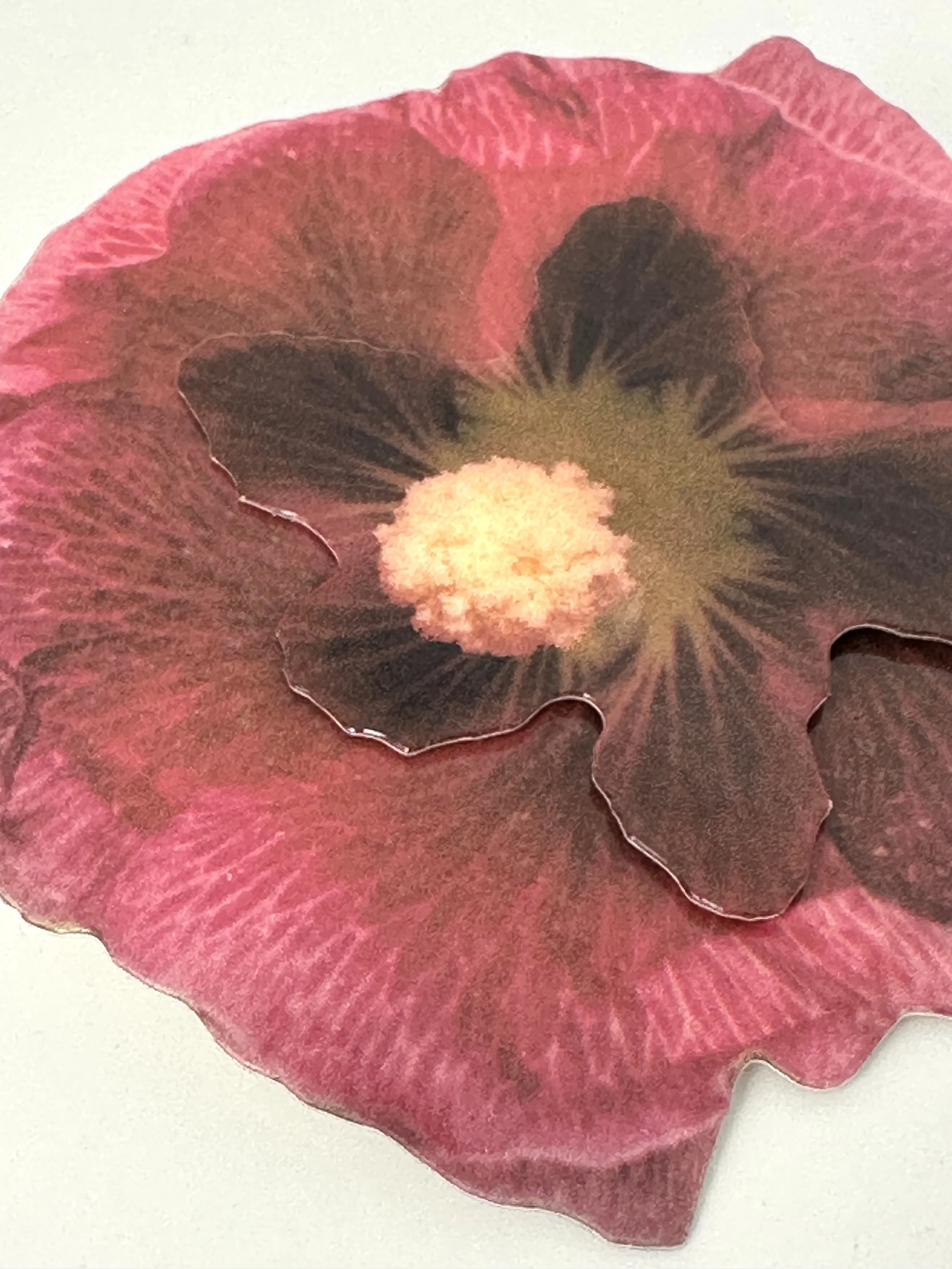 IMG_4481.jpeg