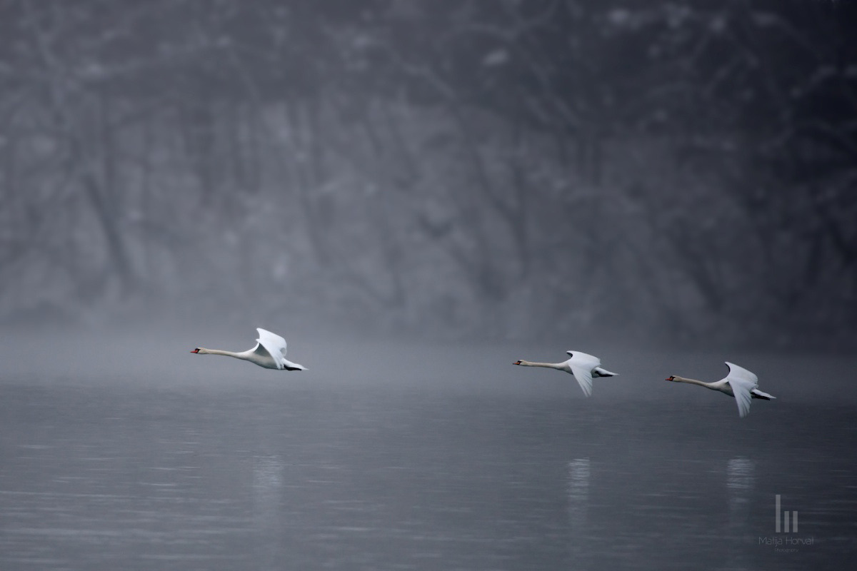 wildlife-01-3-swans-in-flight.jpg