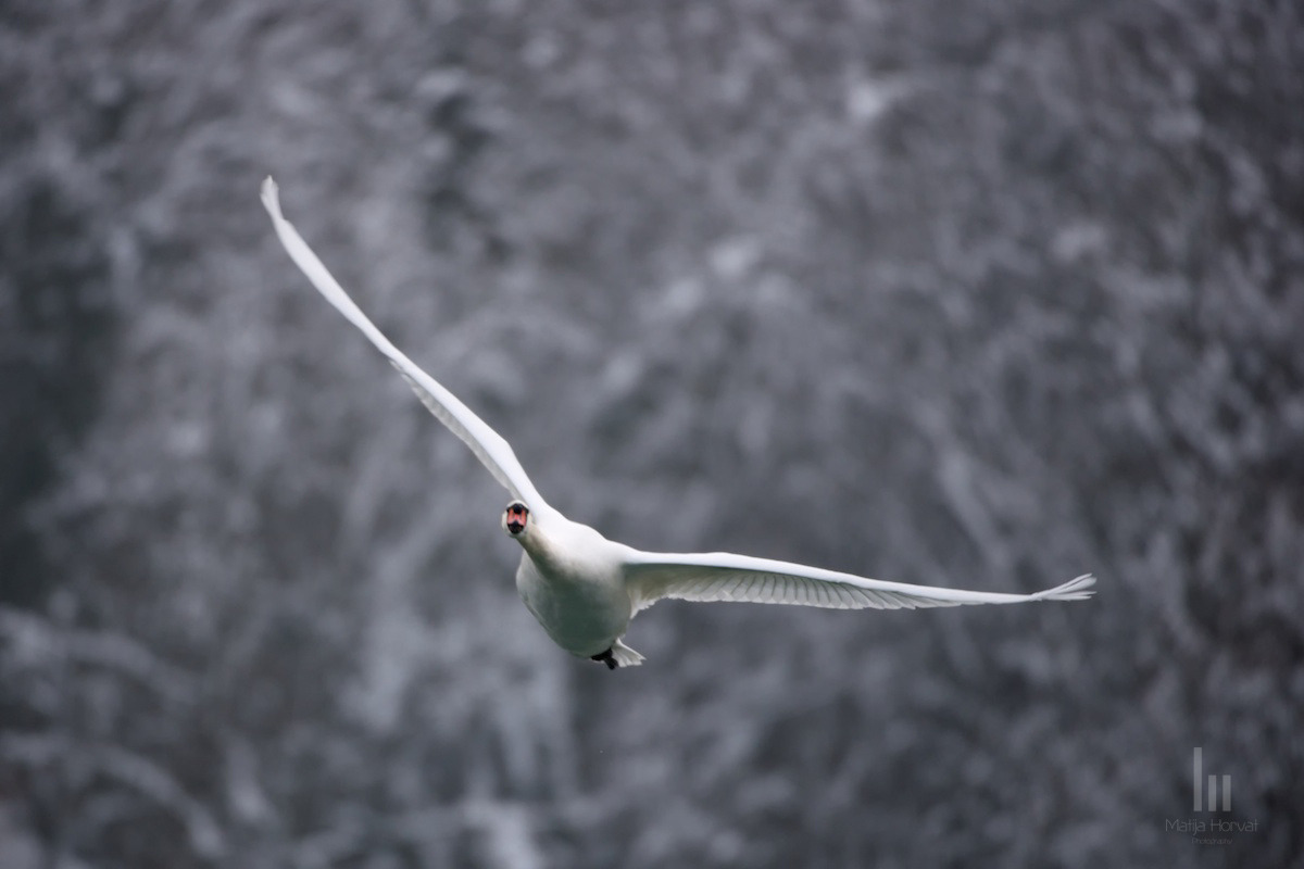 wildlife-02-swan-in-flight.jpg