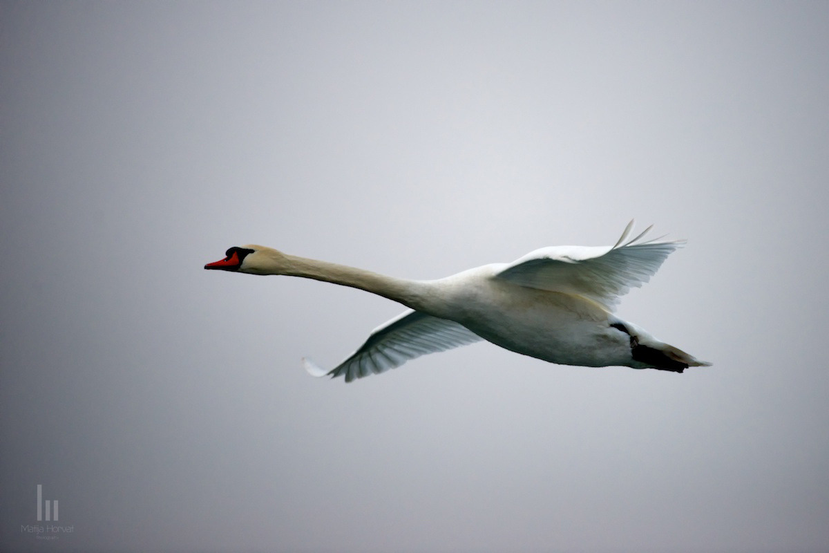 wildlife-03-swan-in-flight.jpg