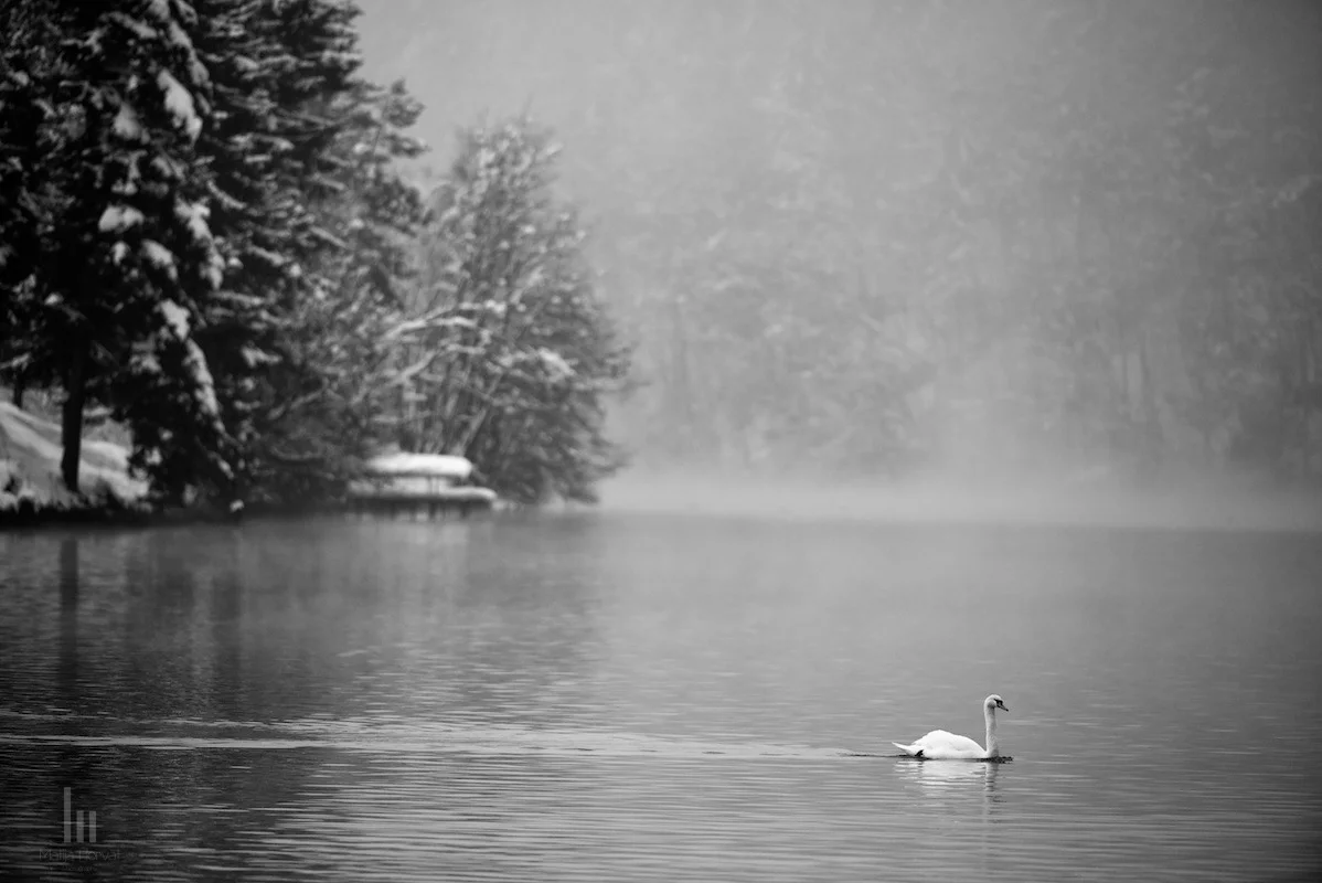 wildlife-04-zbilje.jpg