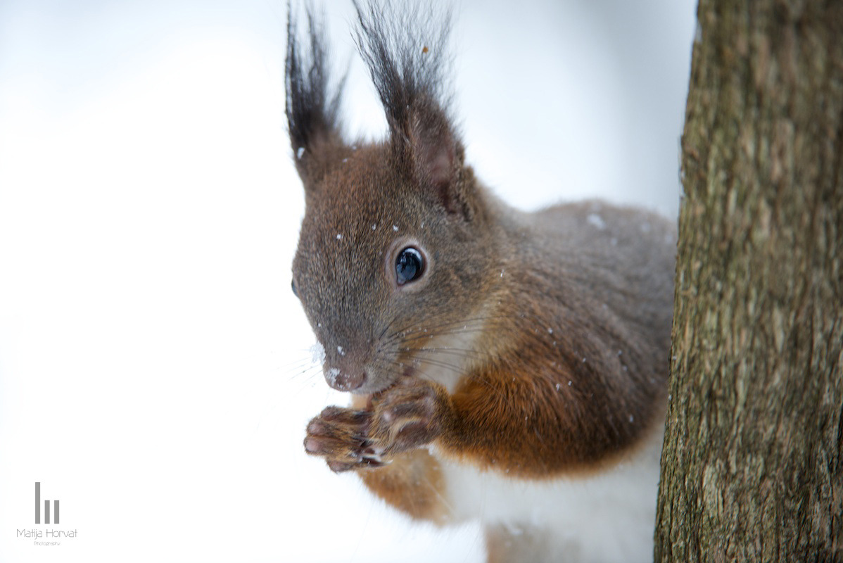 wildlife-08-squirrel-behind-the-tree.jpg