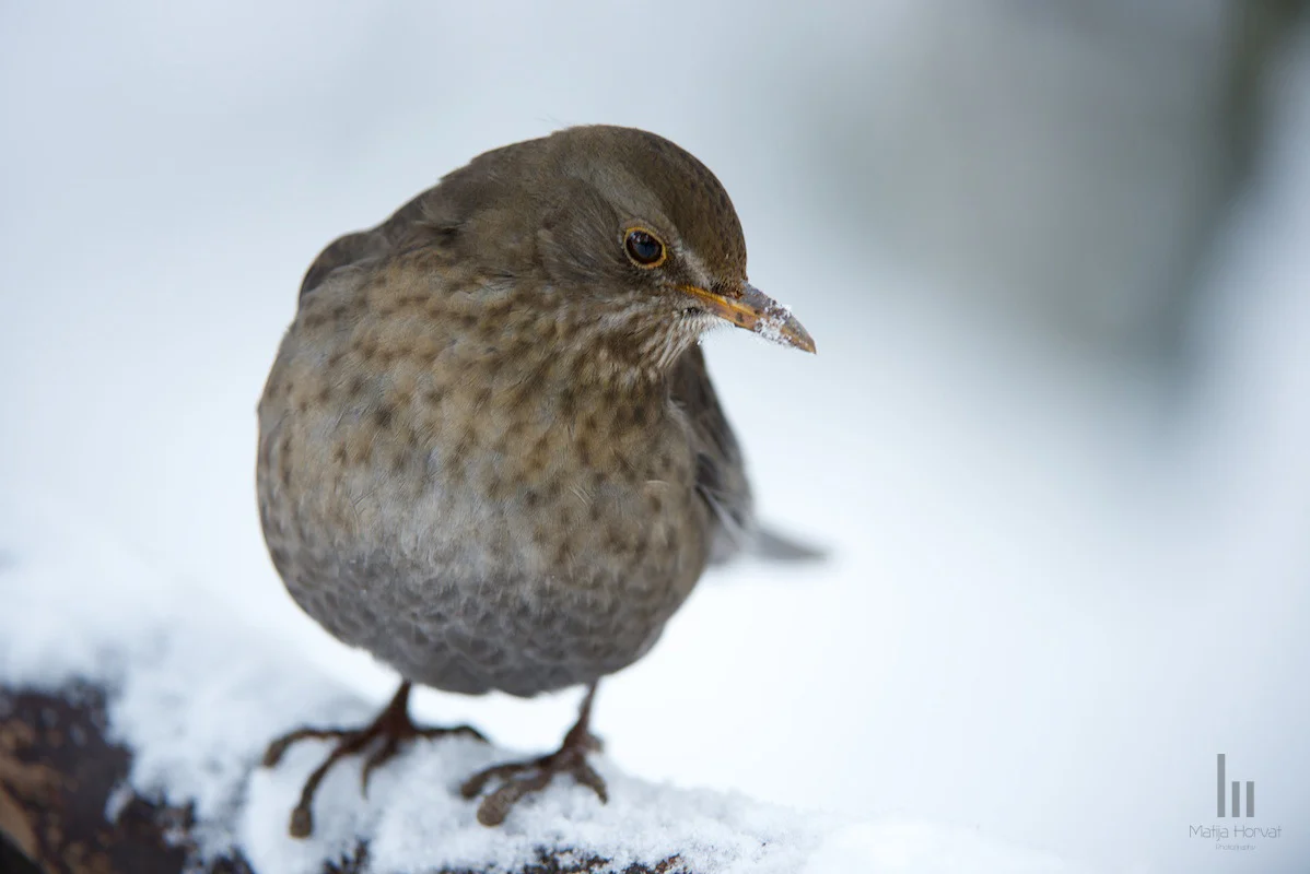 wildlife-11-turdus-merula.jpg