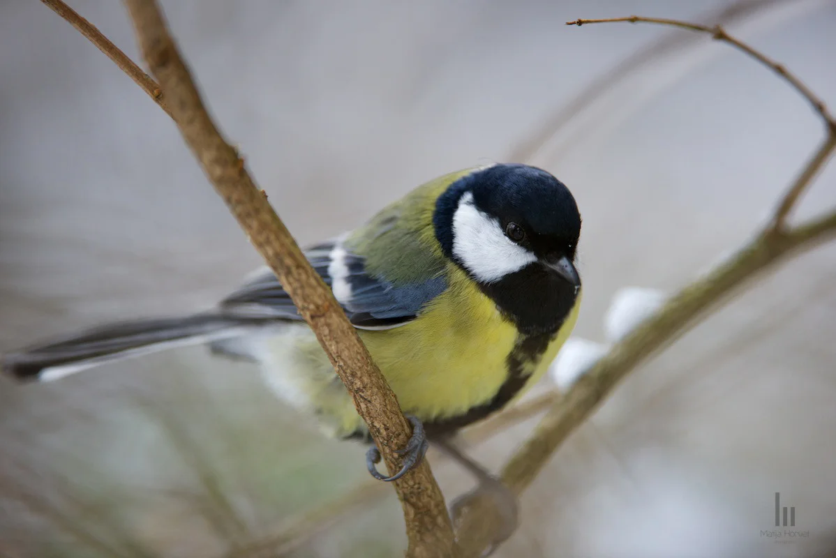 wildlife-13-parus.jpg
