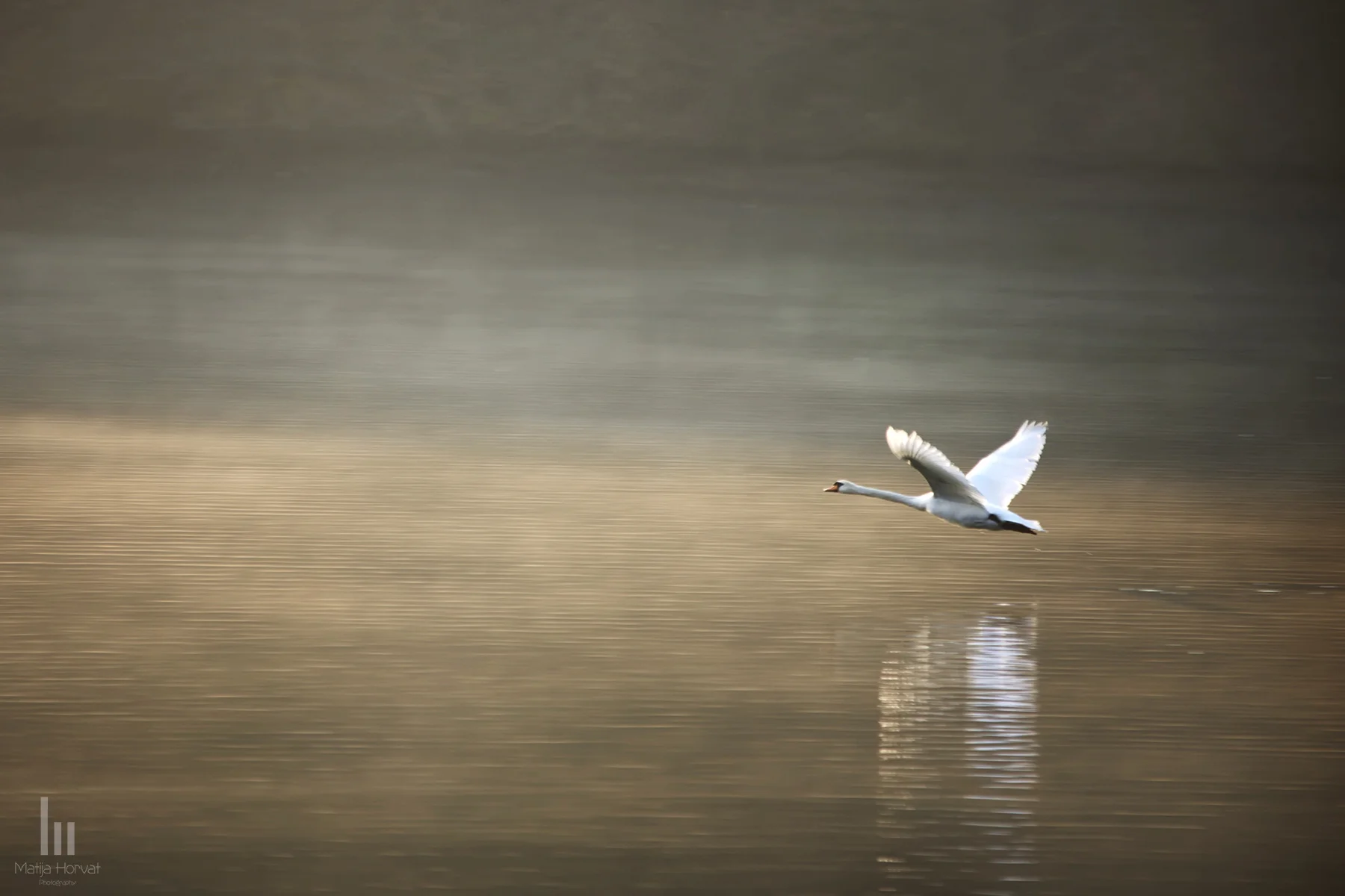swan-mh.jpg