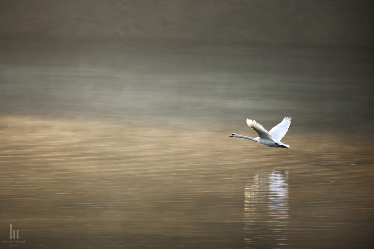 Into the Light