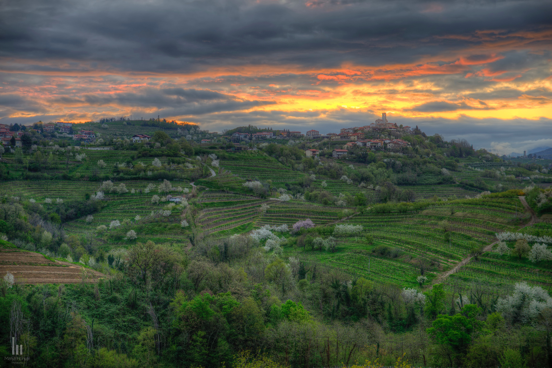 Blossoming Cherry trees among the vineyards.