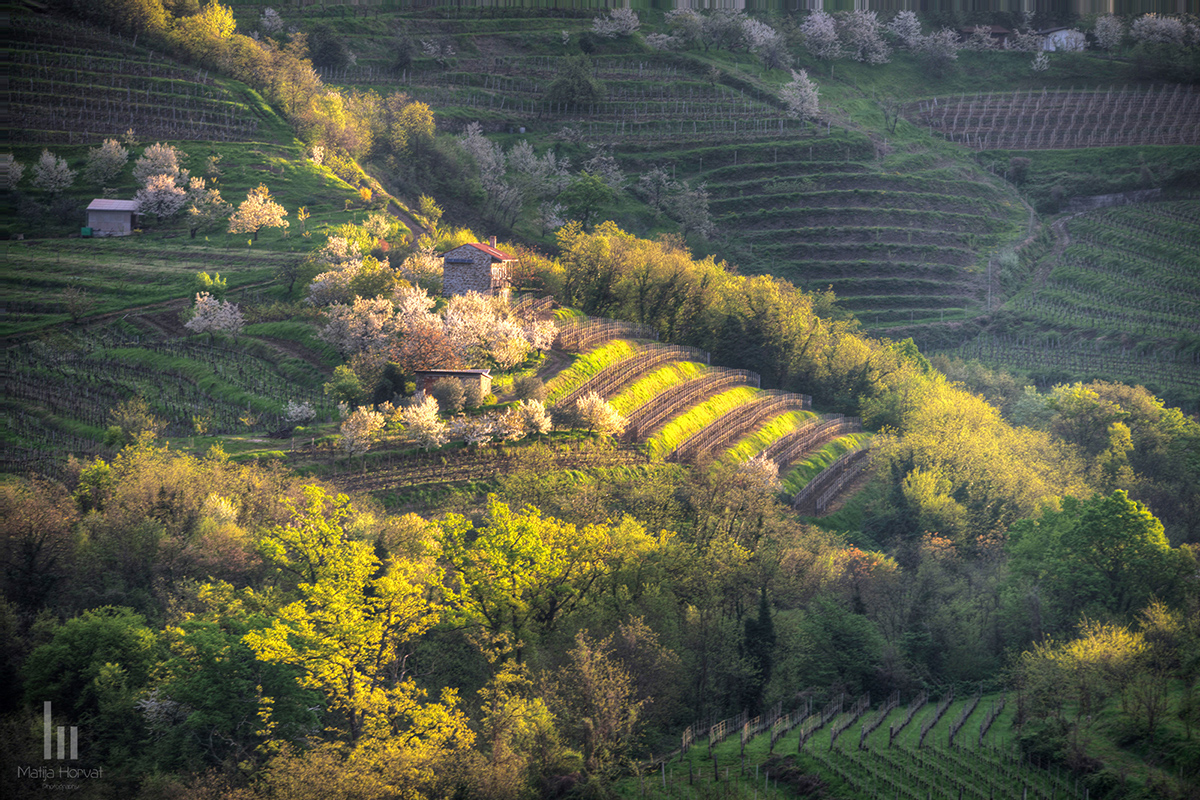 First sun rays caress Brda vinyards.