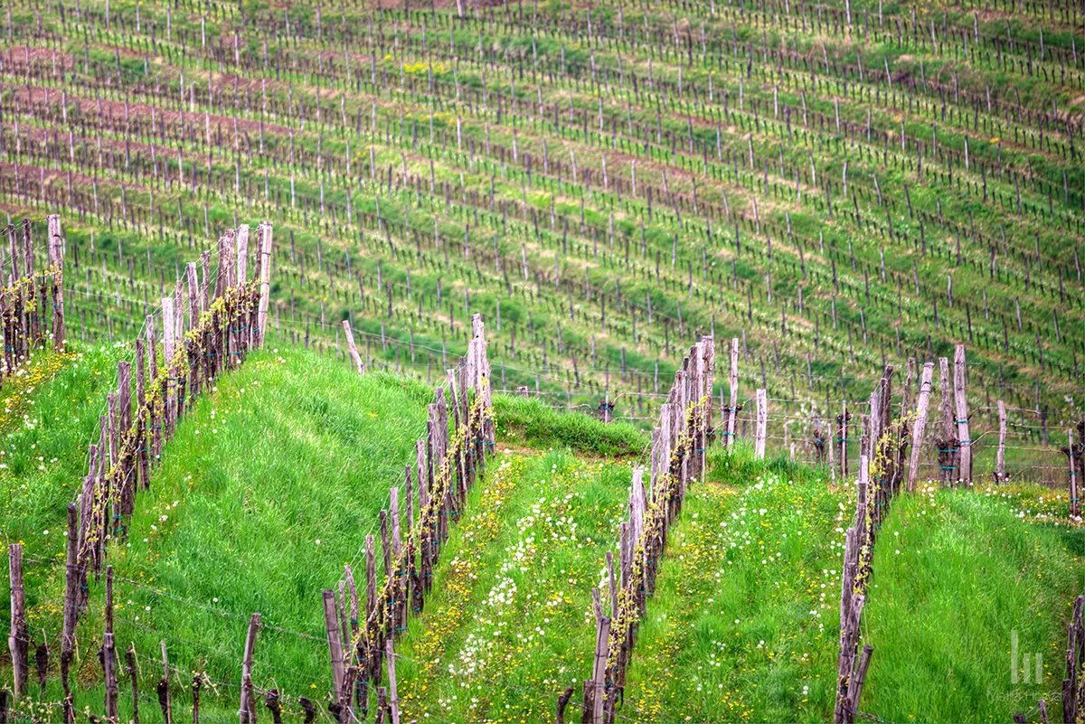 Awakening vineyards.