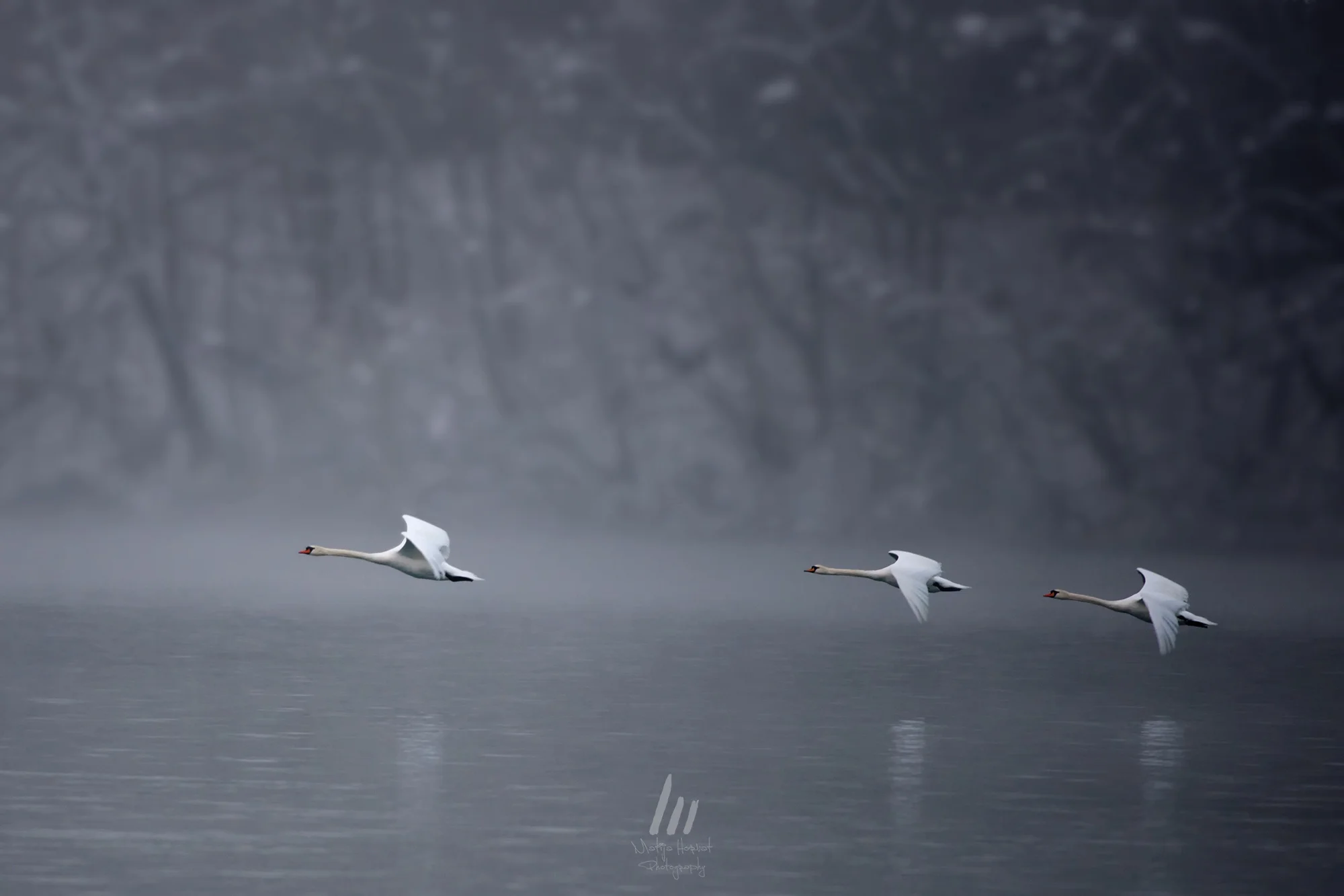 three-swans-mh-page.jpg