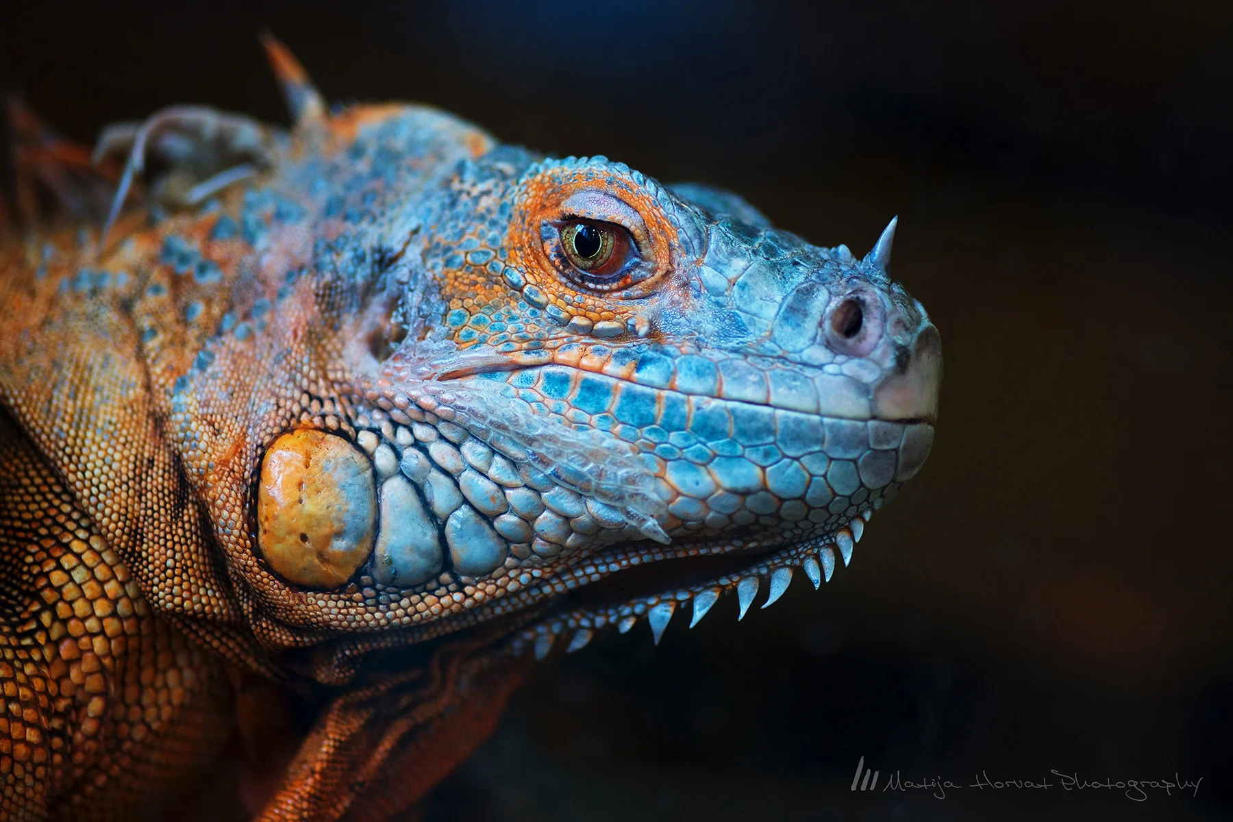 Varanus