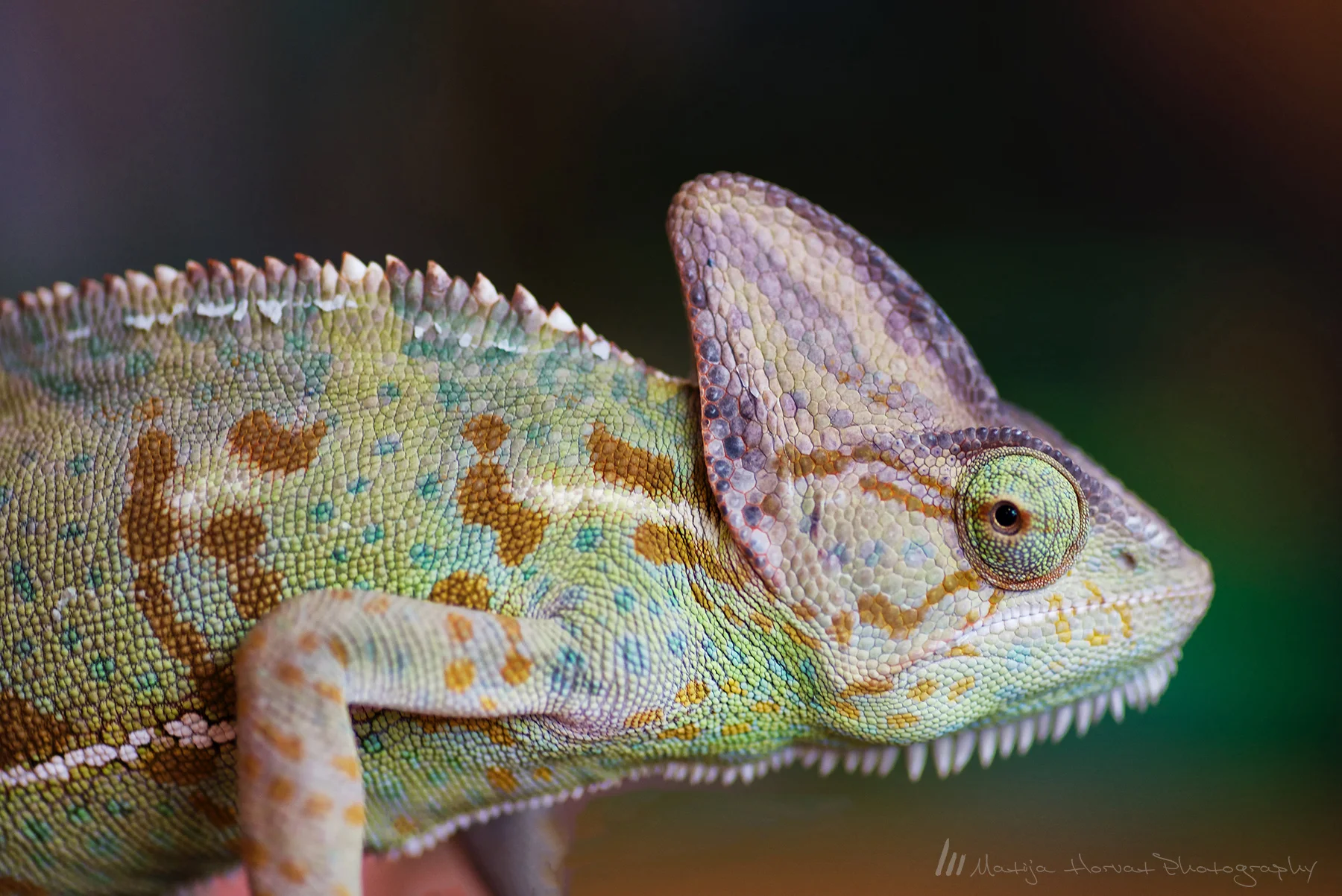Cameleon