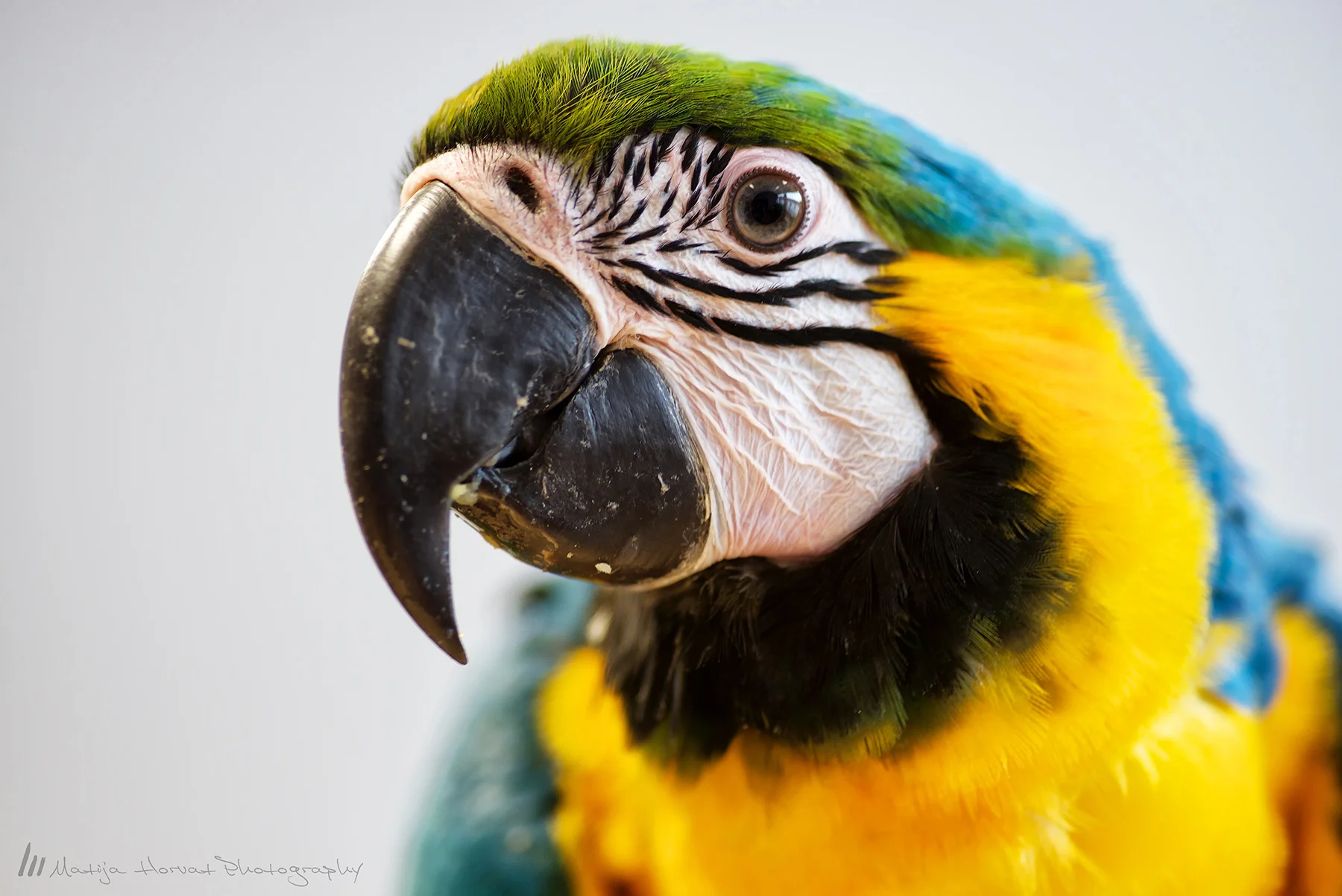 Parrot