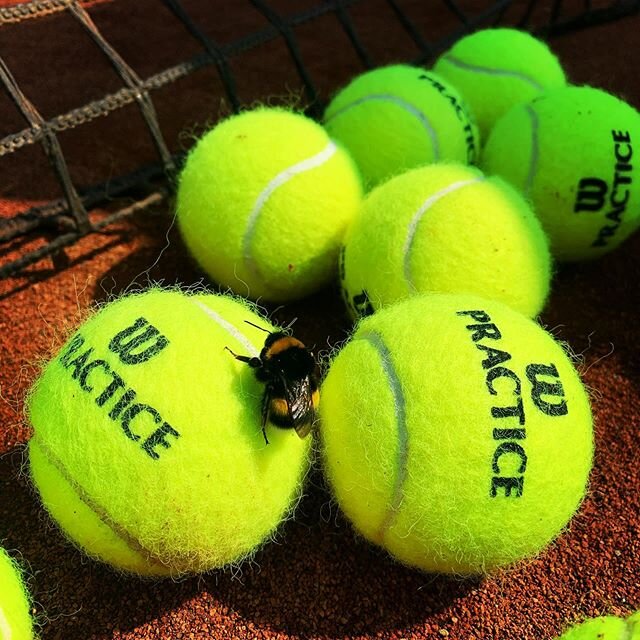 Wilson Practice? The best 😍 #nature #mothernature #bumblebee #wilsontennis #tennis #love #tsow #backoncourt #tennistraining #htv #dtb #wilsonpractice #sun #fun #welovetennis #team #teamwork