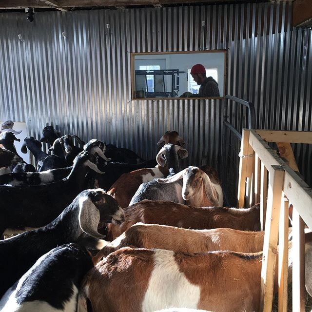 Milking time. .

23 does in milk so far. 17 still to freshen. .

Click the link in our bio to find out how to get their milk and cheese delivered to your door. . 🐐💙🐐💙🐐 .
#bringbackthemilkman
#mainefarms 
#mainecheese
#mainemilk
#goatmilk
#goatch