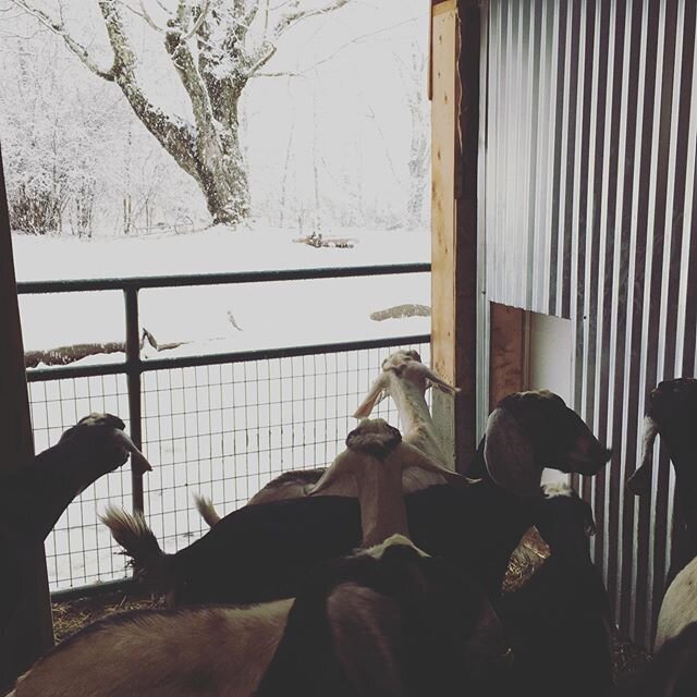 &ldquo;Ummmm.... excuse us? We ordered some Spring? We think there&rsquo;s been some kind of mistake.&rdquo; .
🐐❄️🐐❄️🐐
.

#maine 
#spring
#dairygoats 
#207
#maine
#mainefarms
#nubiangoats 
#milkingtime
#goatcheese